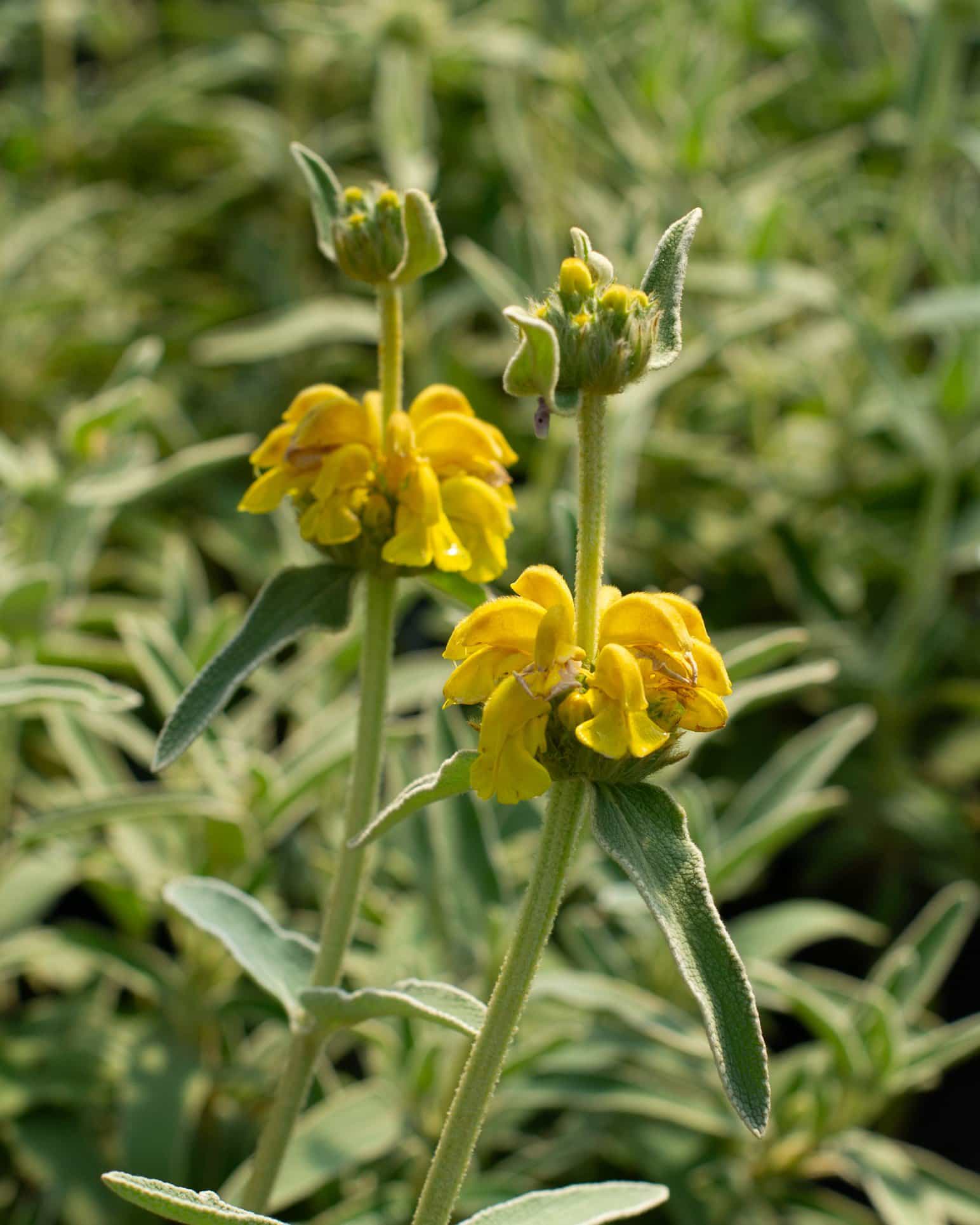 Jerusalem Sage