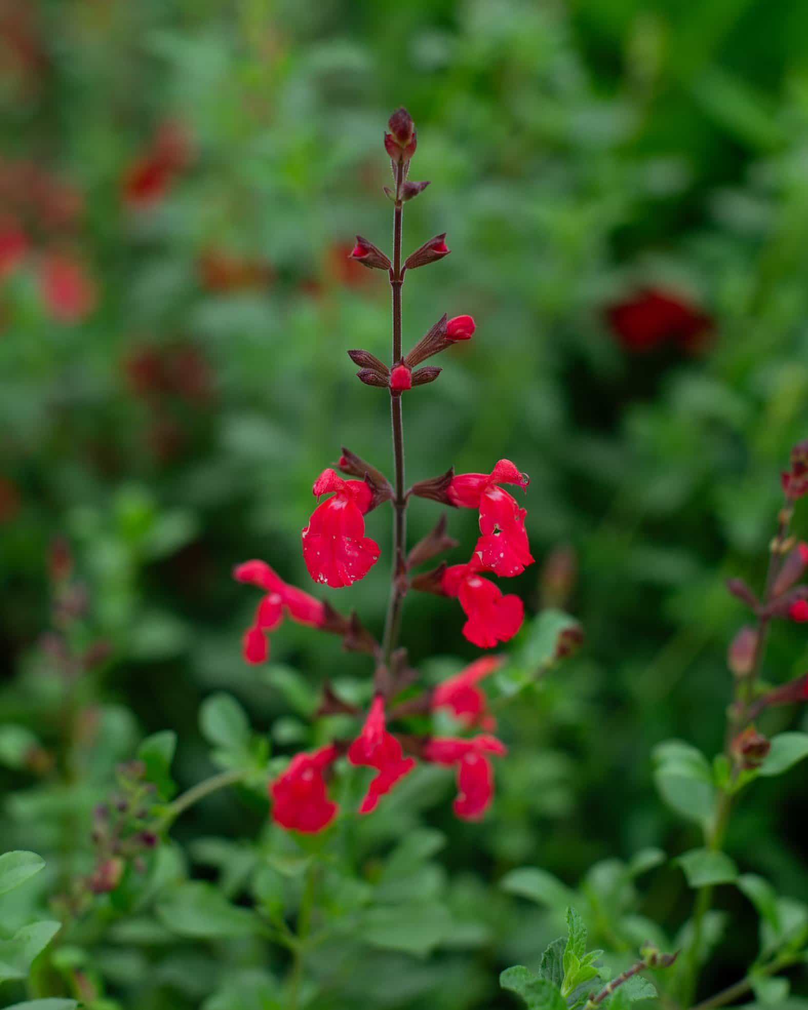 Lipstick Salvia Greggii
