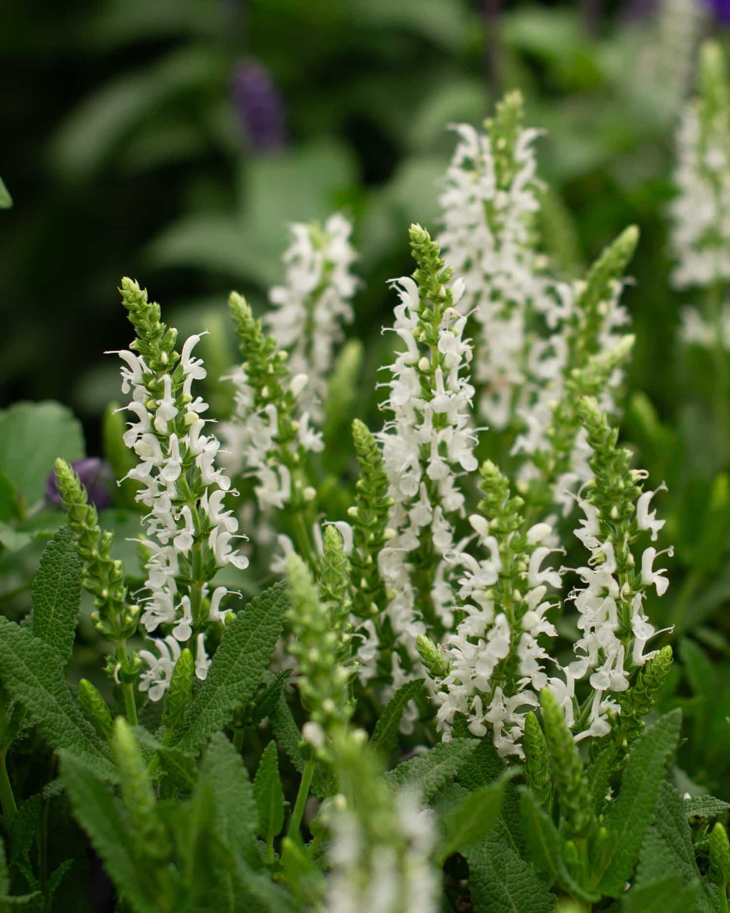 Lyrical White Salvia
