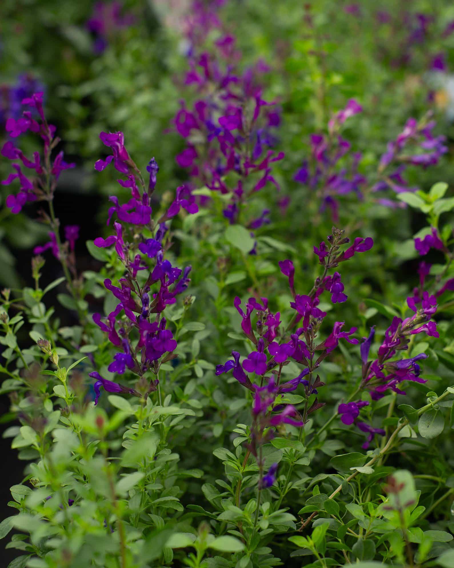 Mirage Deep Purple Salvia Greggii