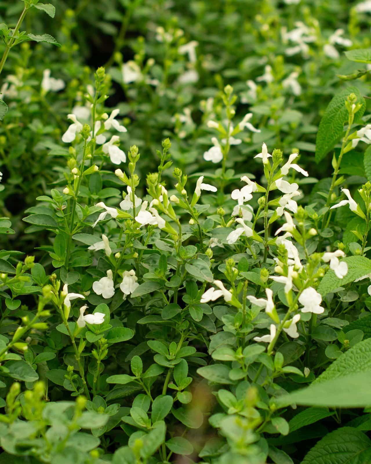 Mirage White Salvia Greggii