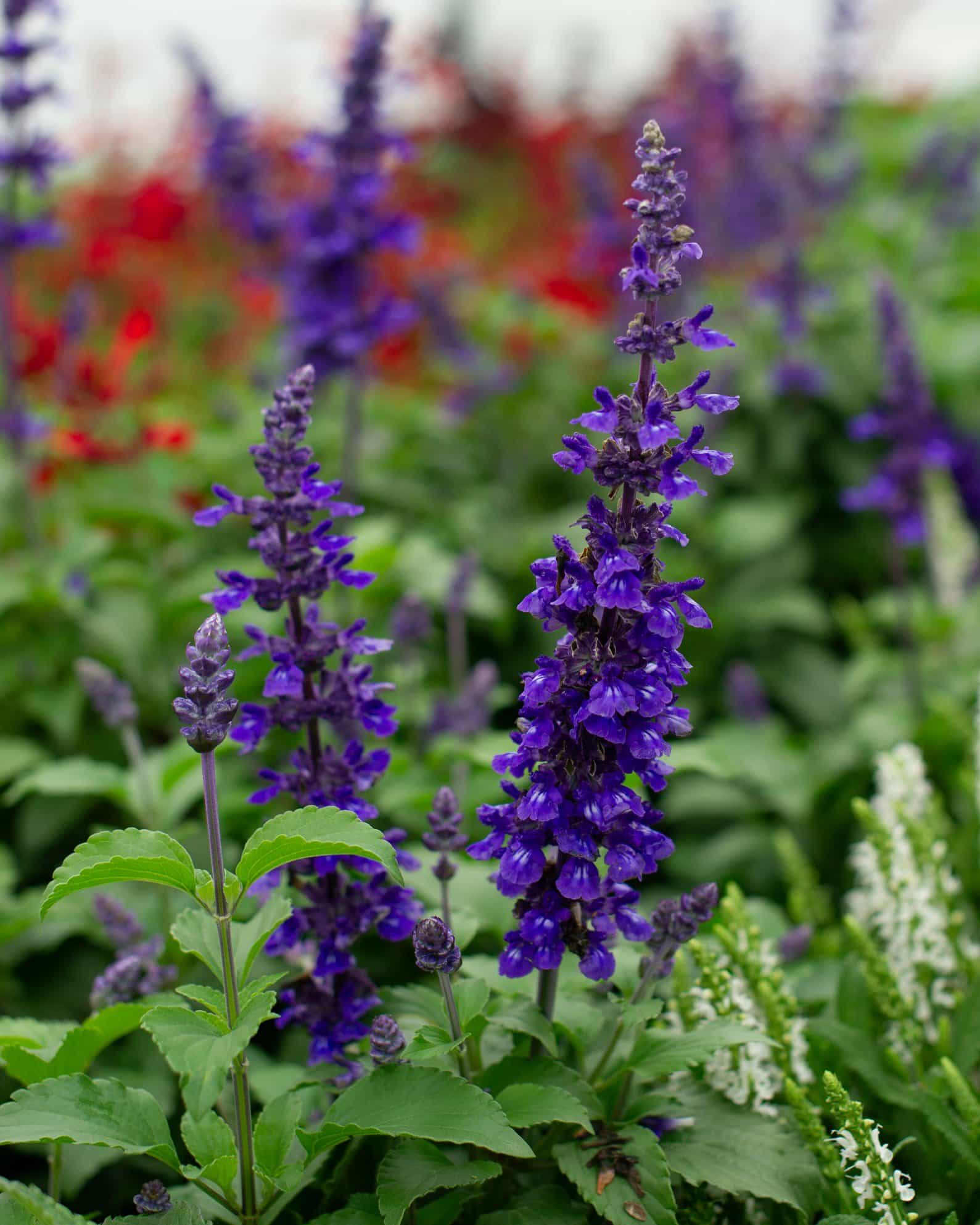 Mystic Spires Salvia
