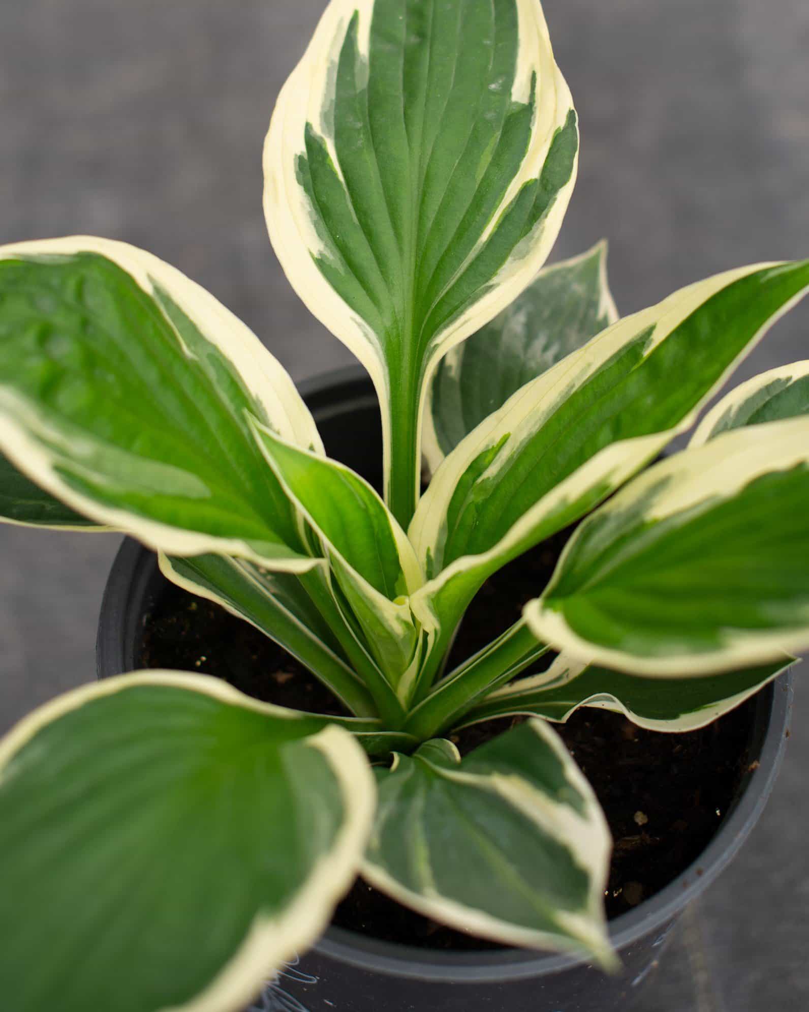 Patriot Hosta