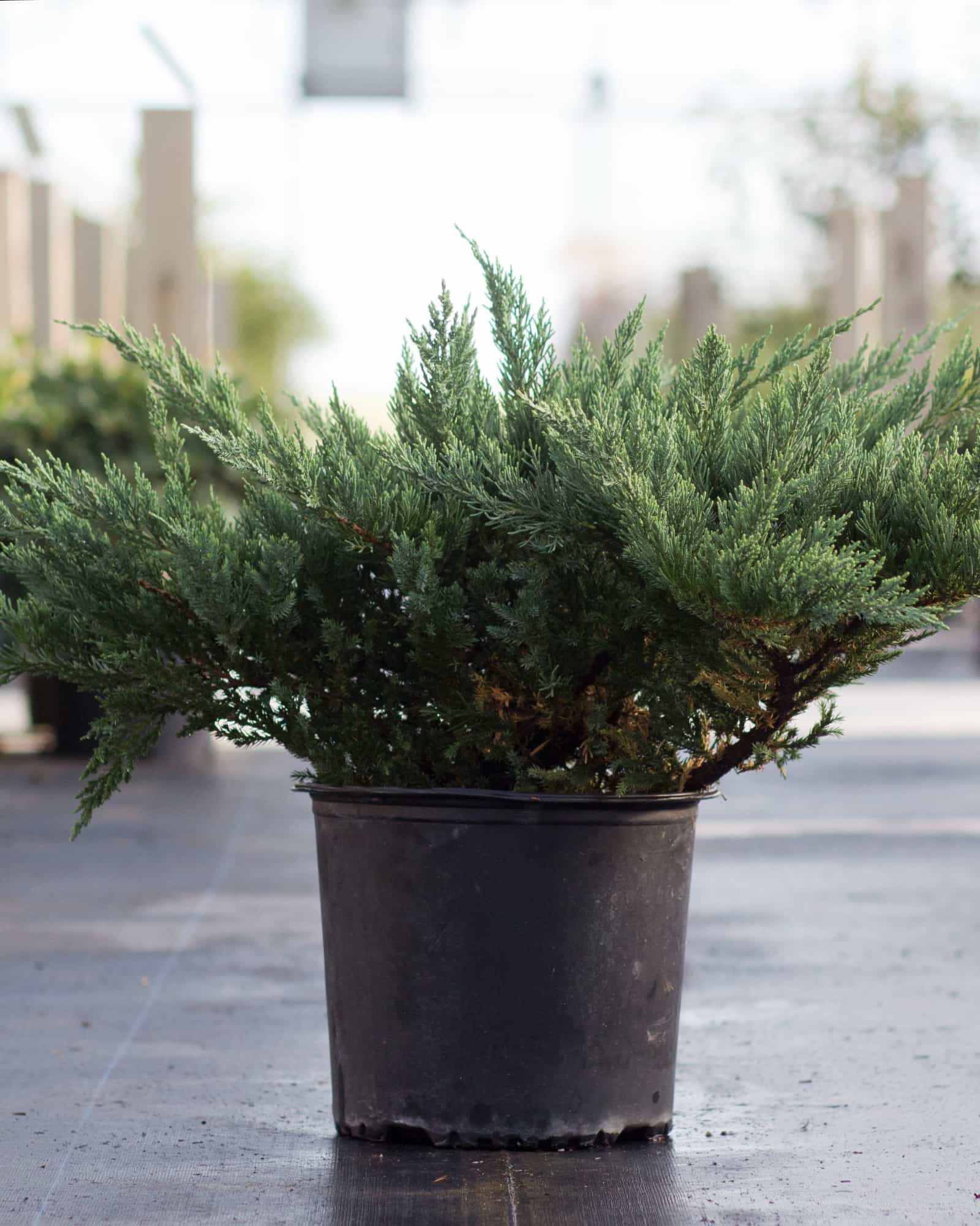 Parsoni Juniper