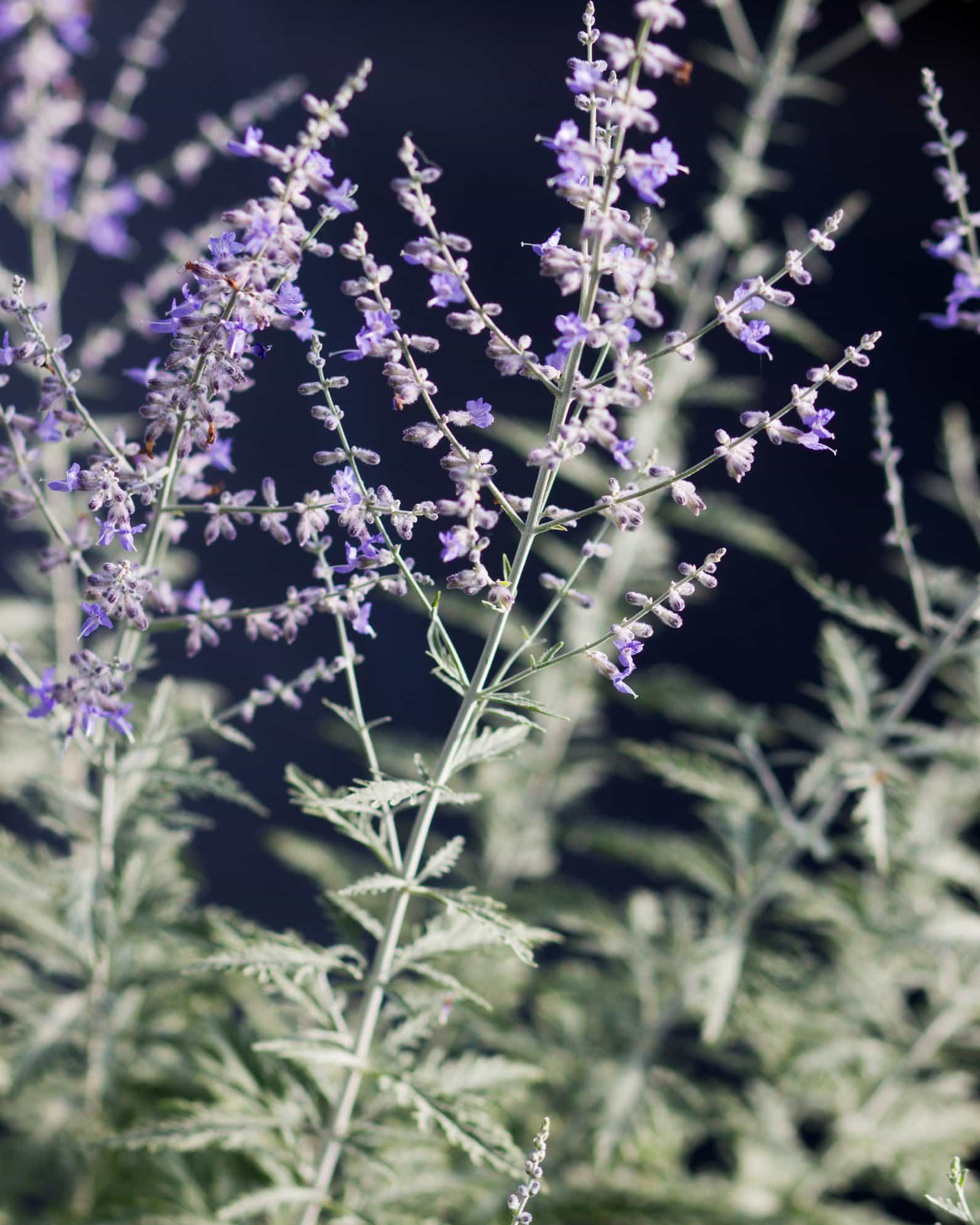 Russian Sage