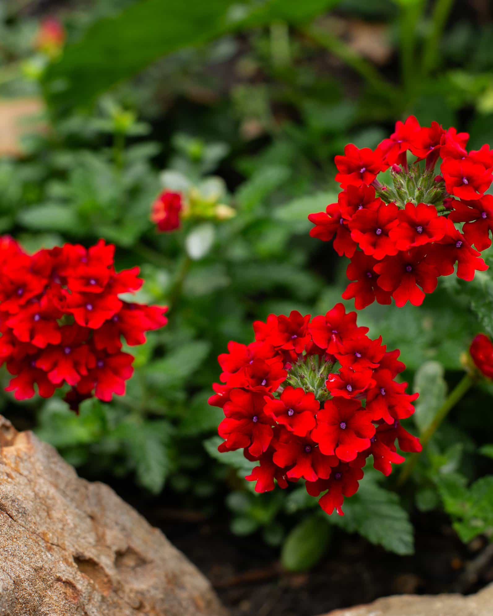 Empress Sun Red Verbena