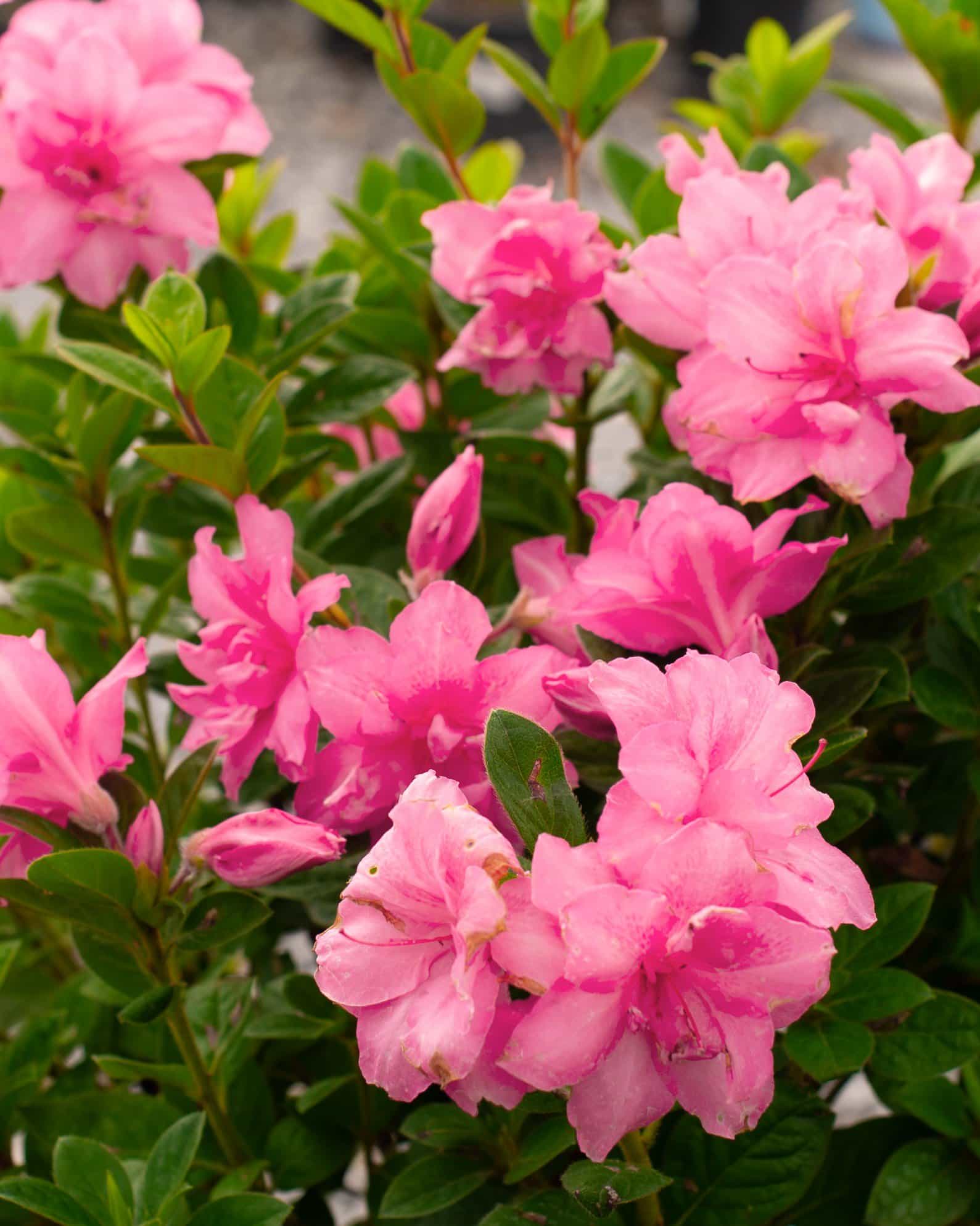 Encore Azalea Autumn Carnation