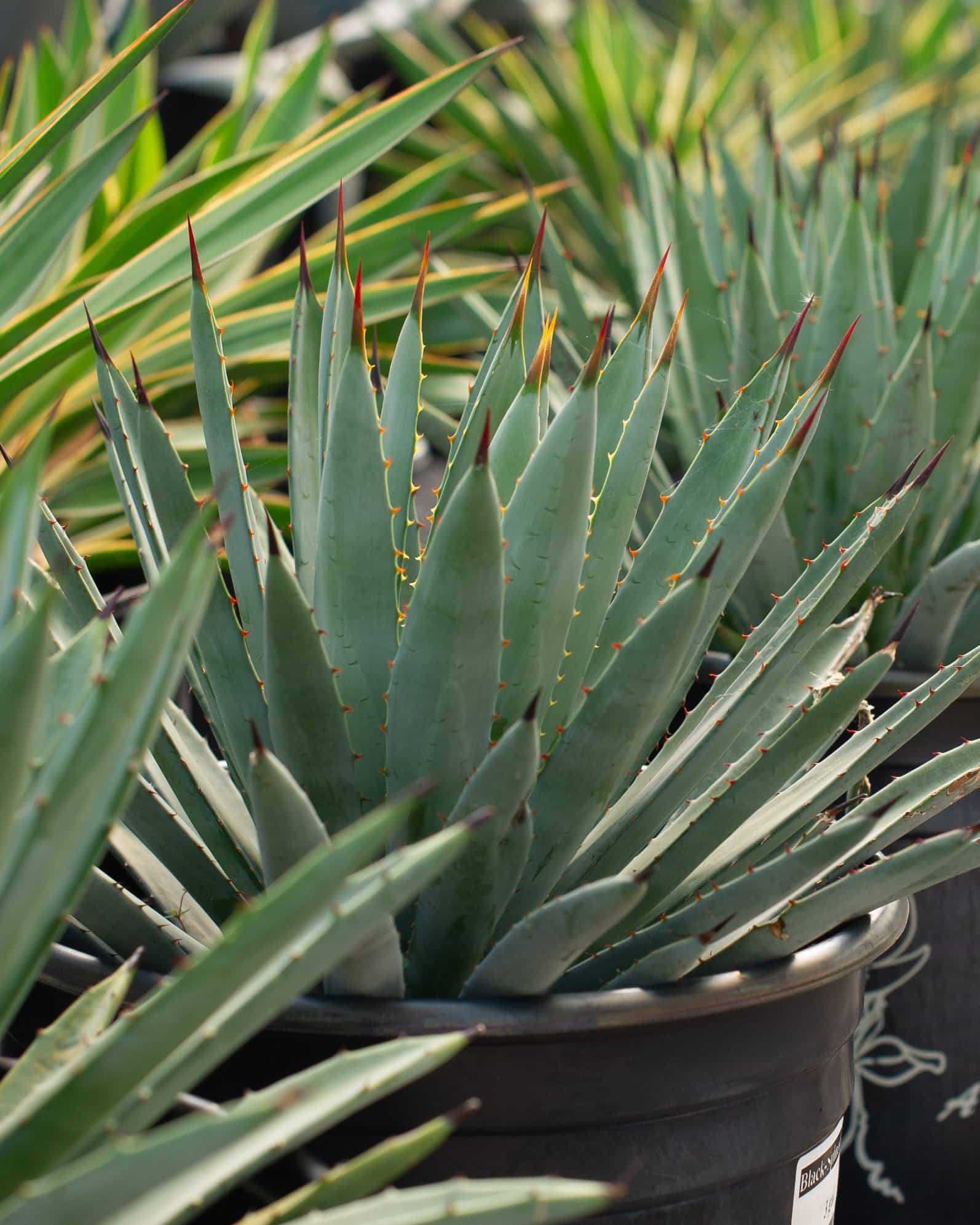 Black-Spined Agave
