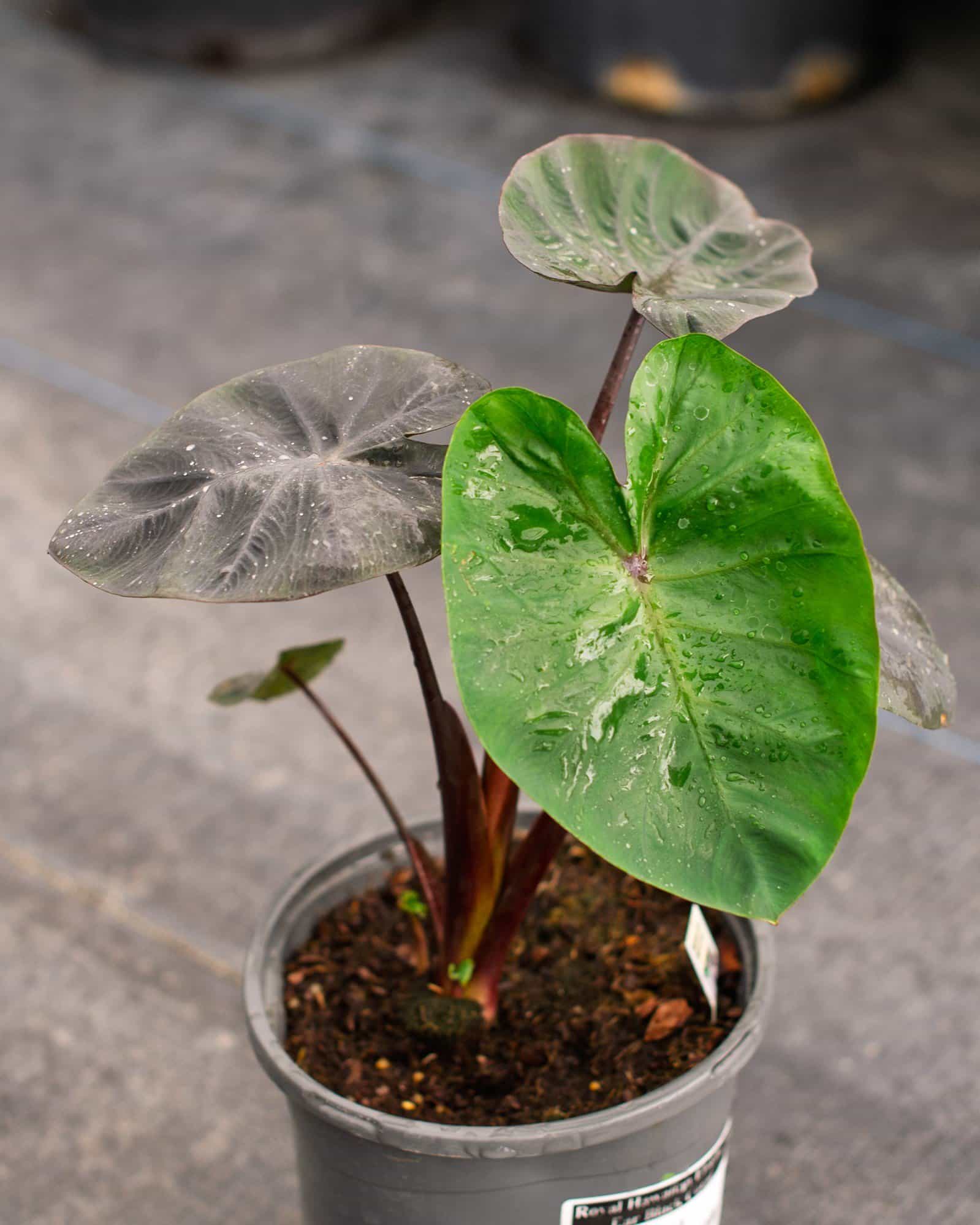 Royal Hawaiian Elephant Ear Black Coral
