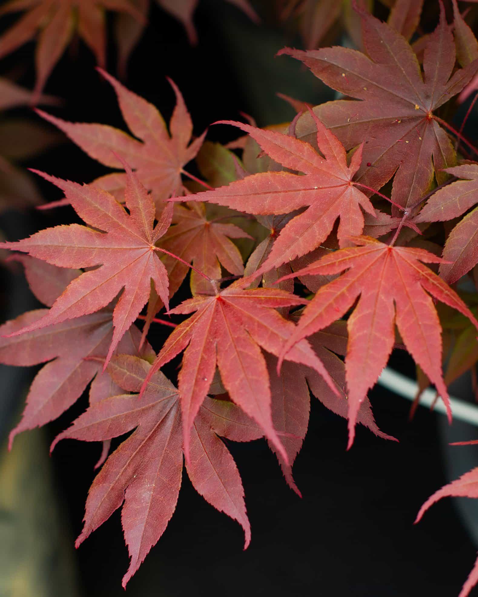 Bloodgood Japanese Maple