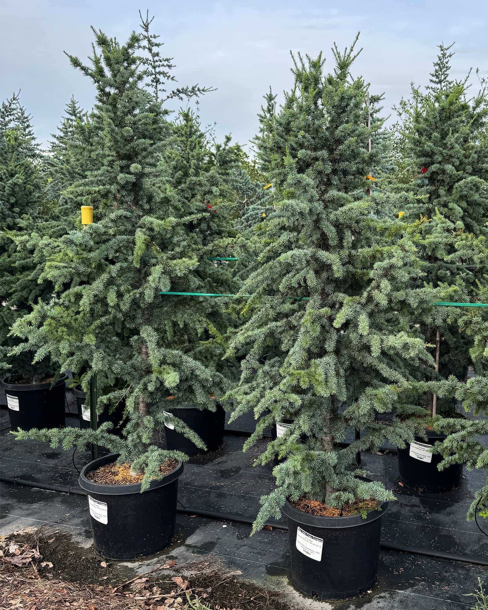 Blue Atlas Cedar Fastigiata