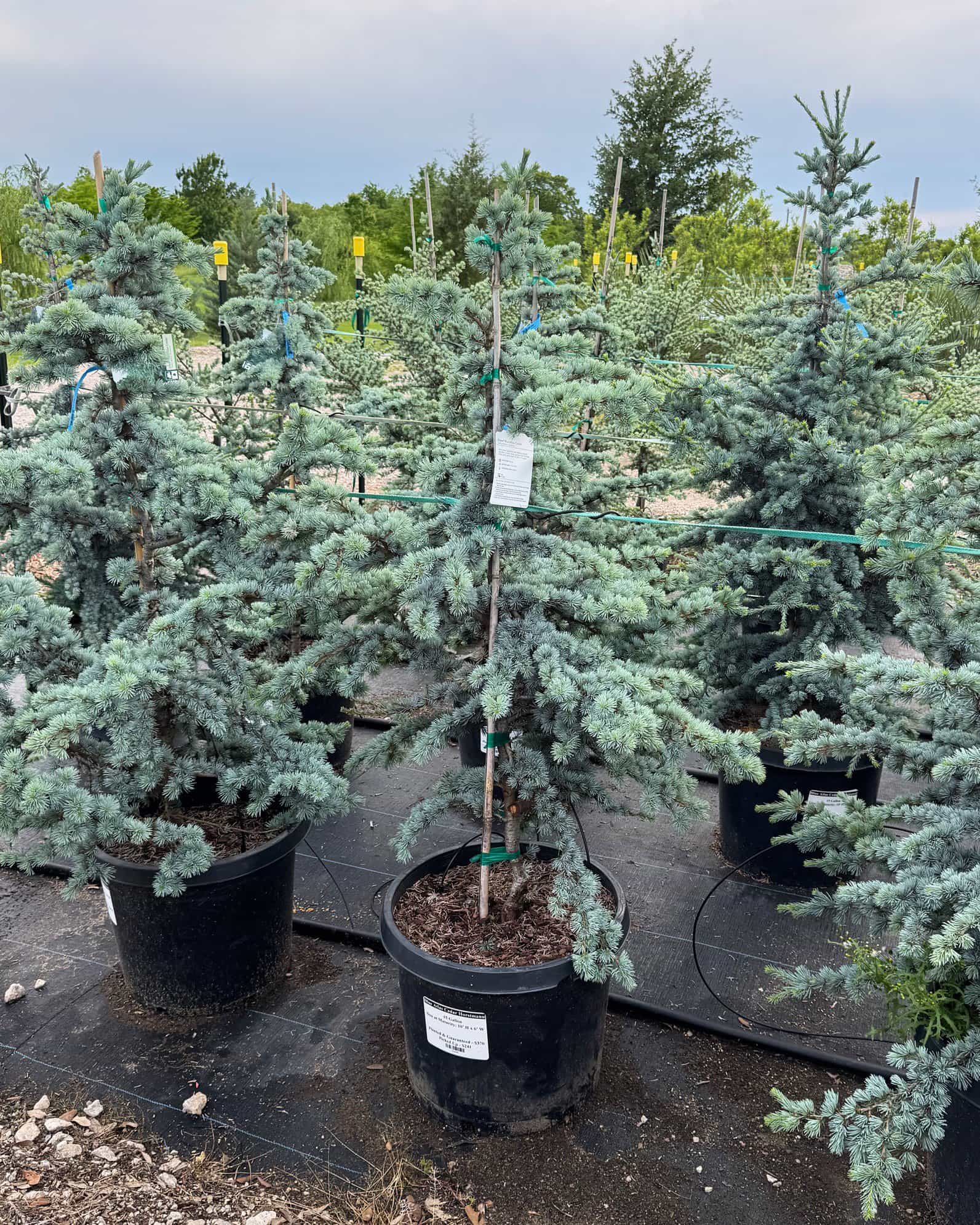 Blue Atlas Cedar Horstmann
