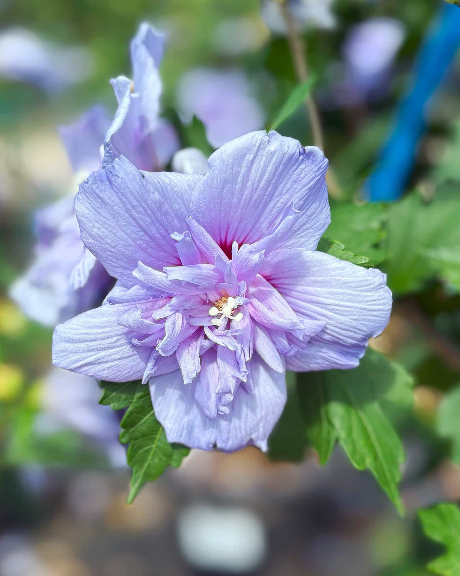 Blue Chiffon Althea Tree Form
