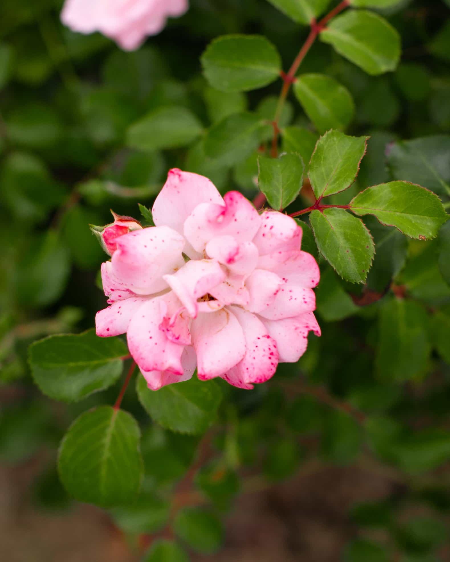 Blushing Drift Rose