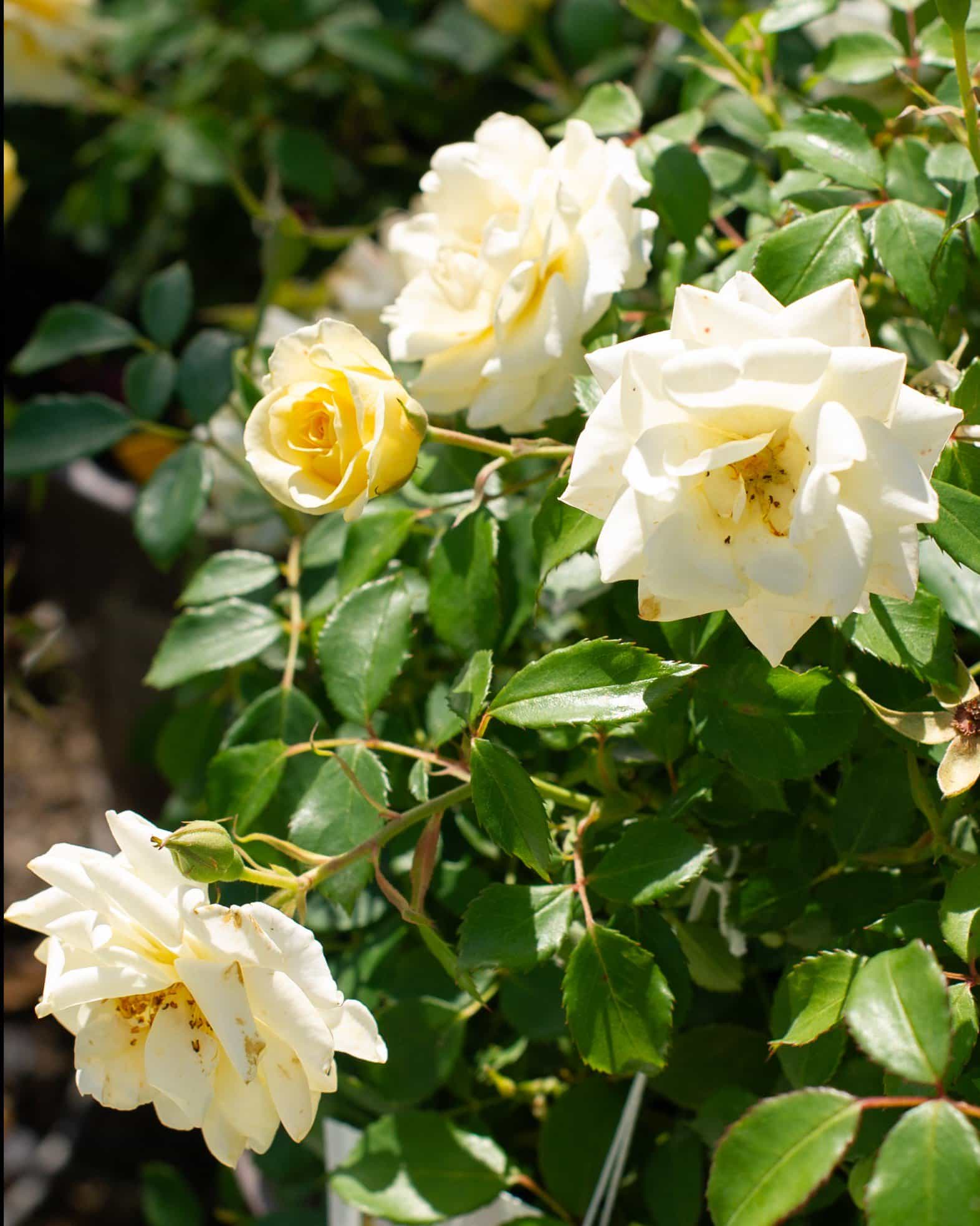 Buttercream Drift Rose
