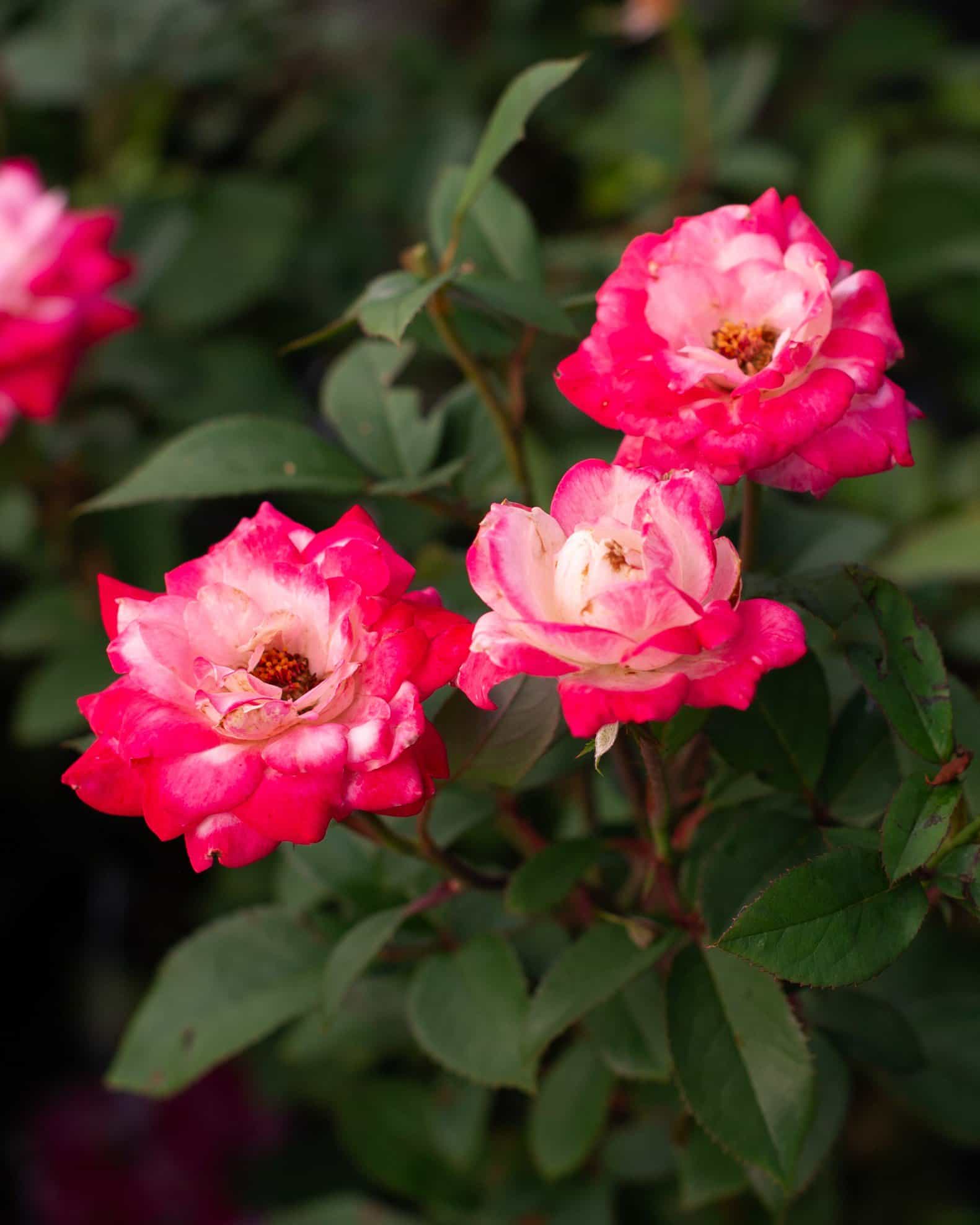 Candy Cane Cocktail Rose