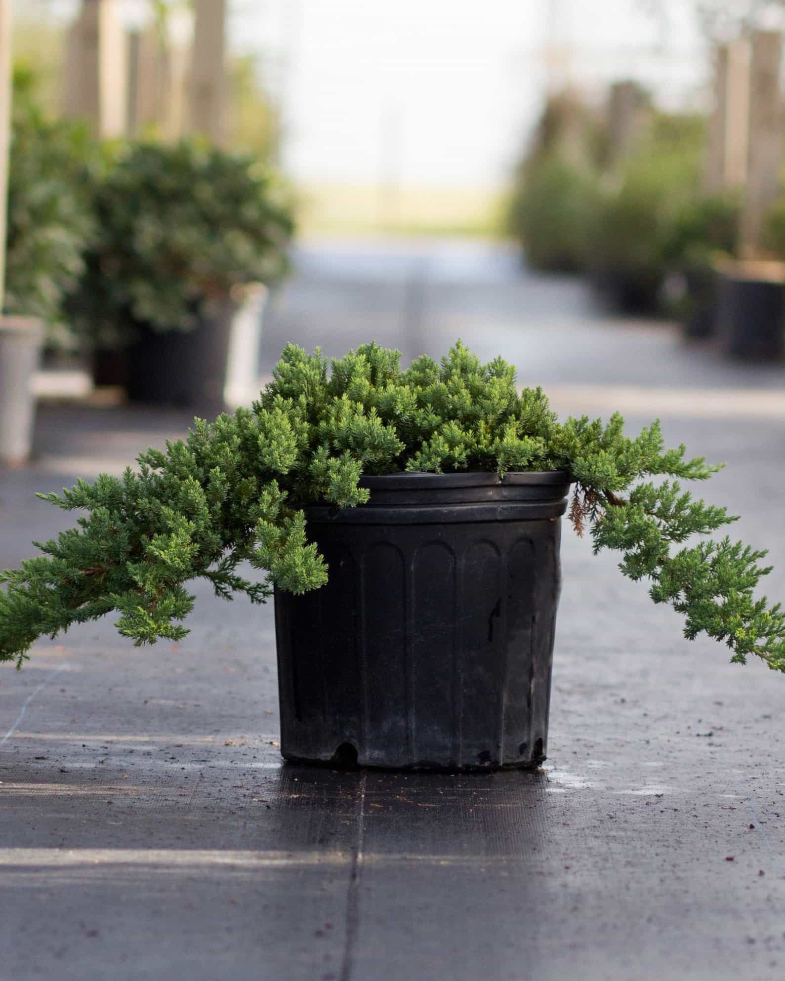 Blue Rug Juniper