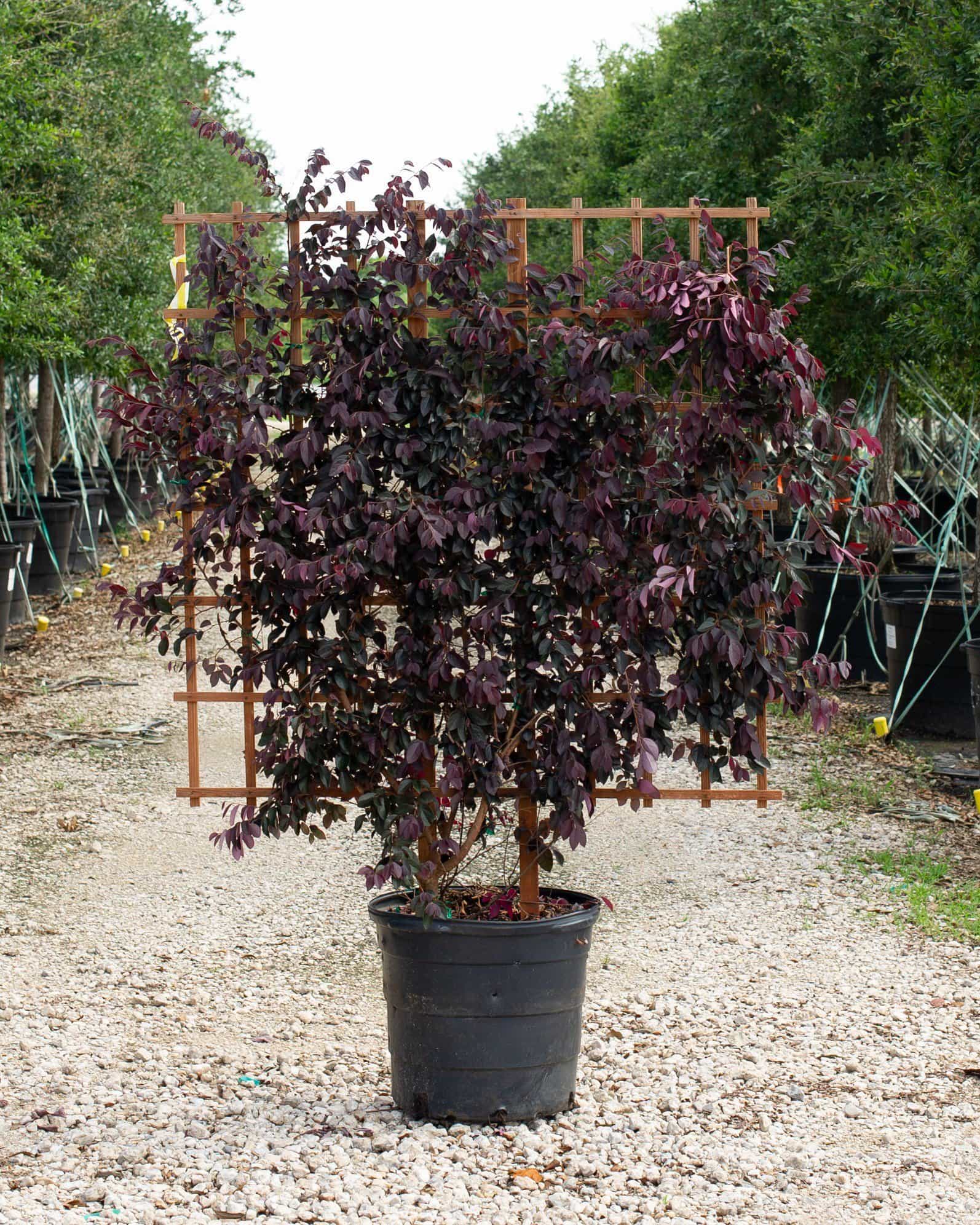 Carolina Midnight Loropetalum Espalier