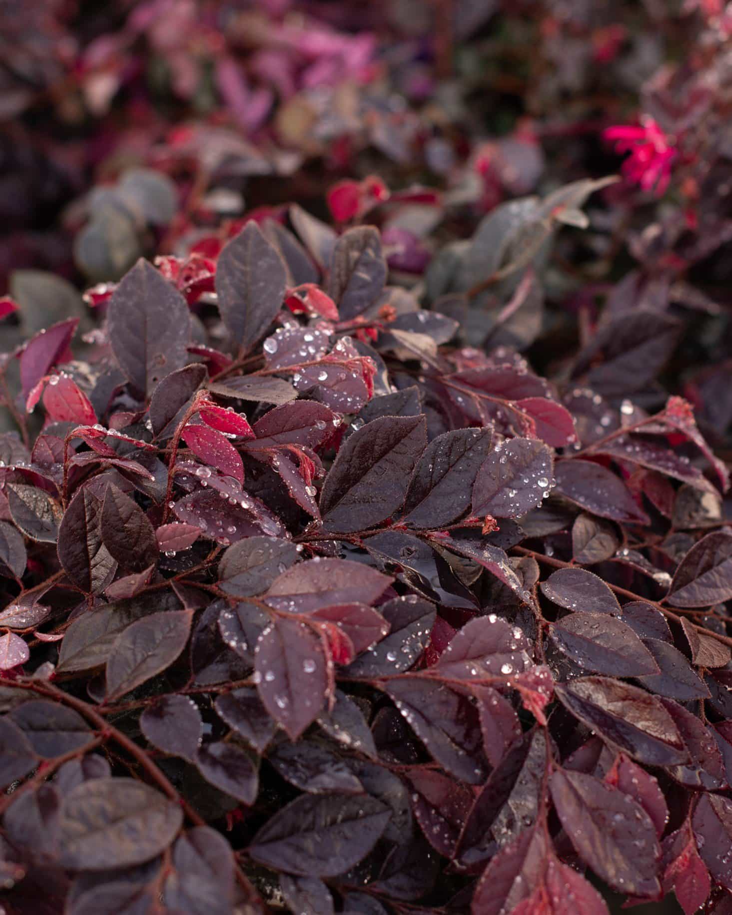Cerise Charm Loropetalum
