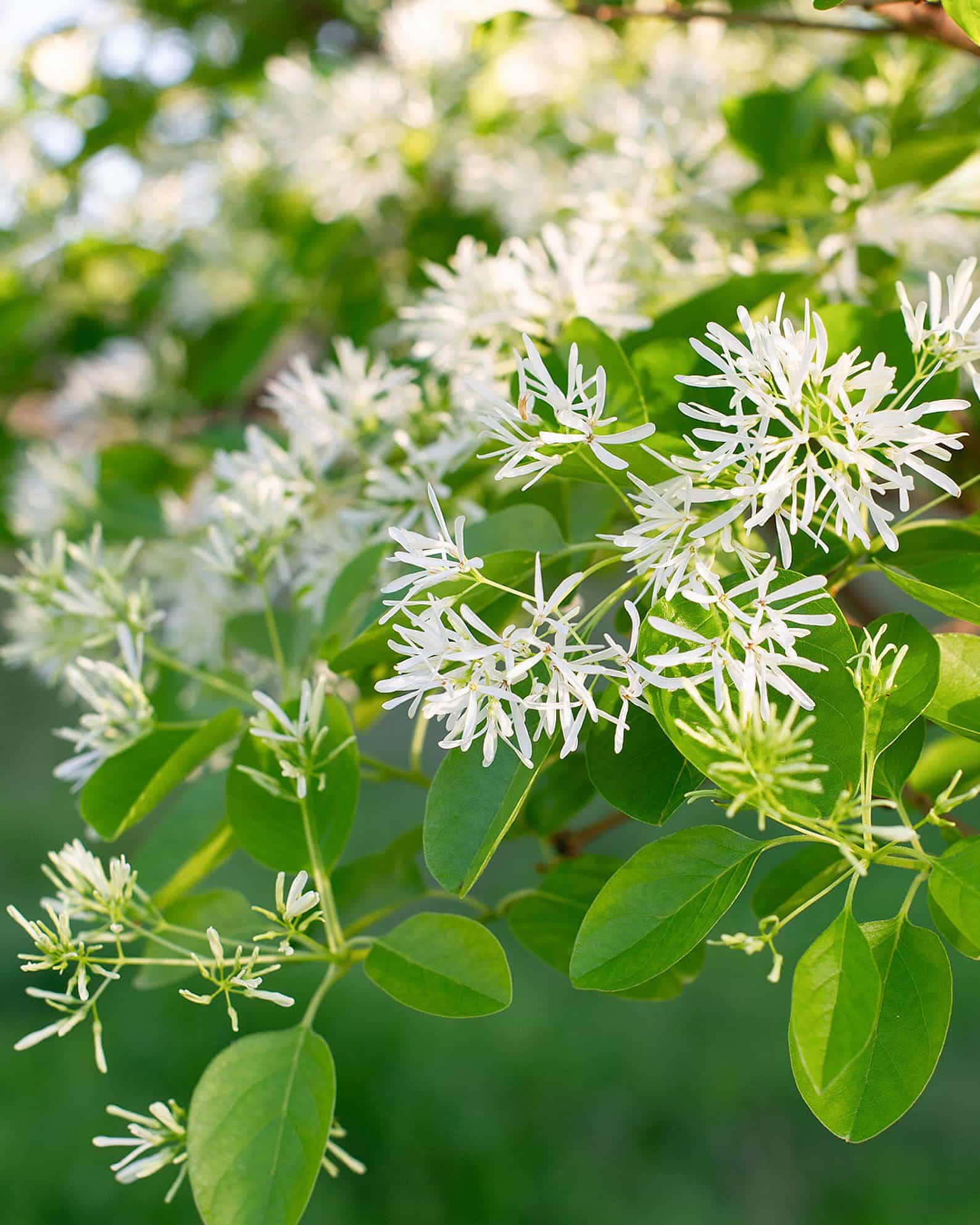 Chinese Fringe Tree