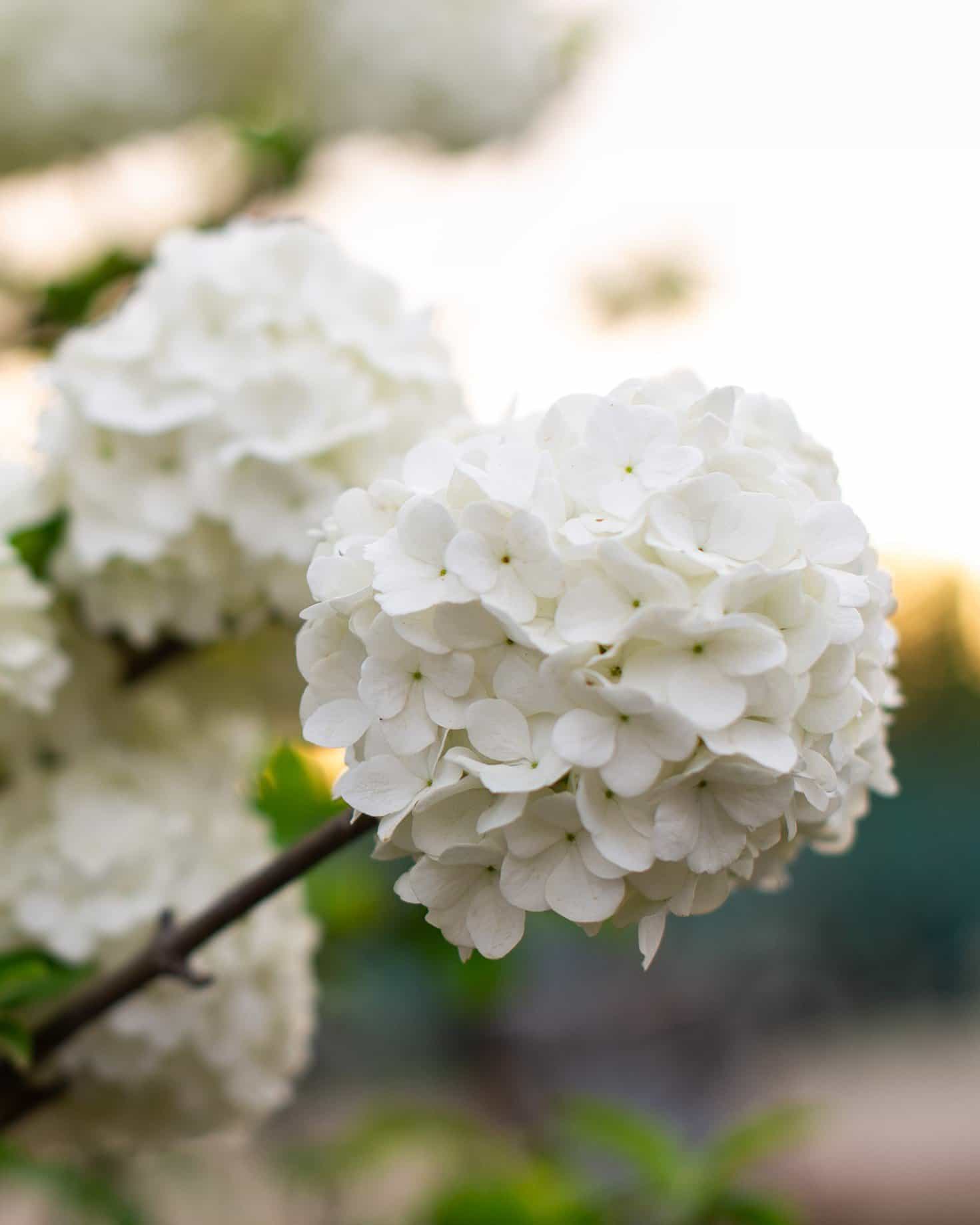 Chinese Snowball Viburnum