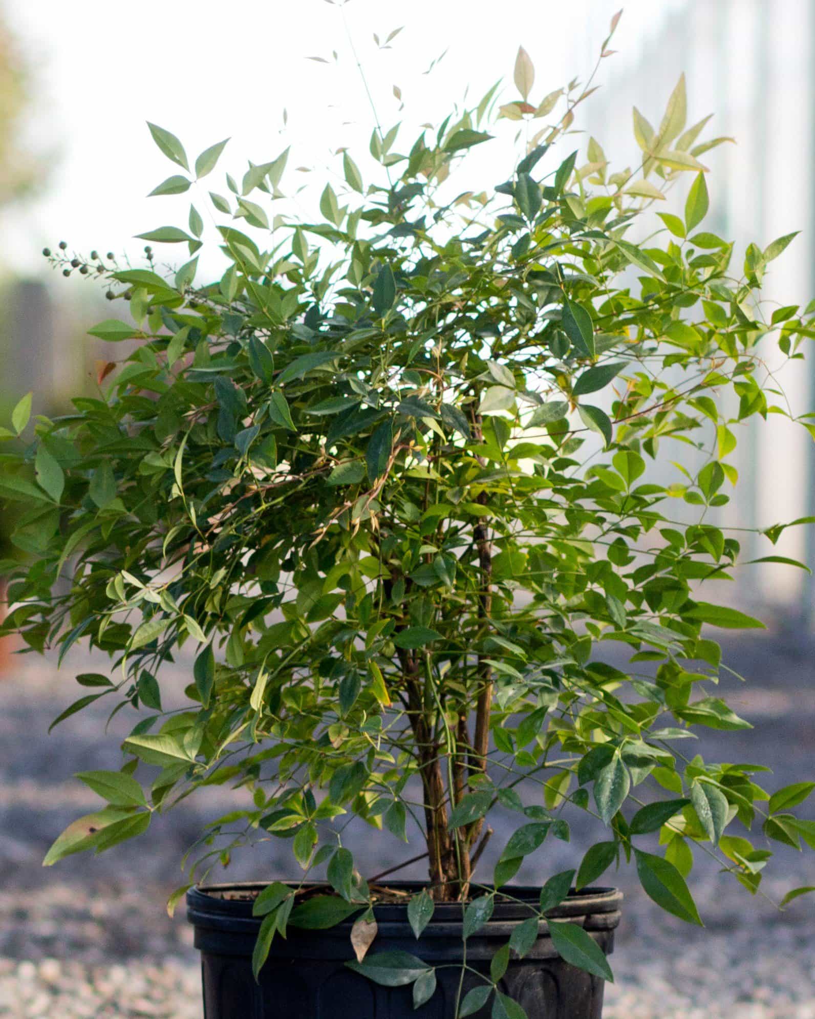 Compacta Nandina