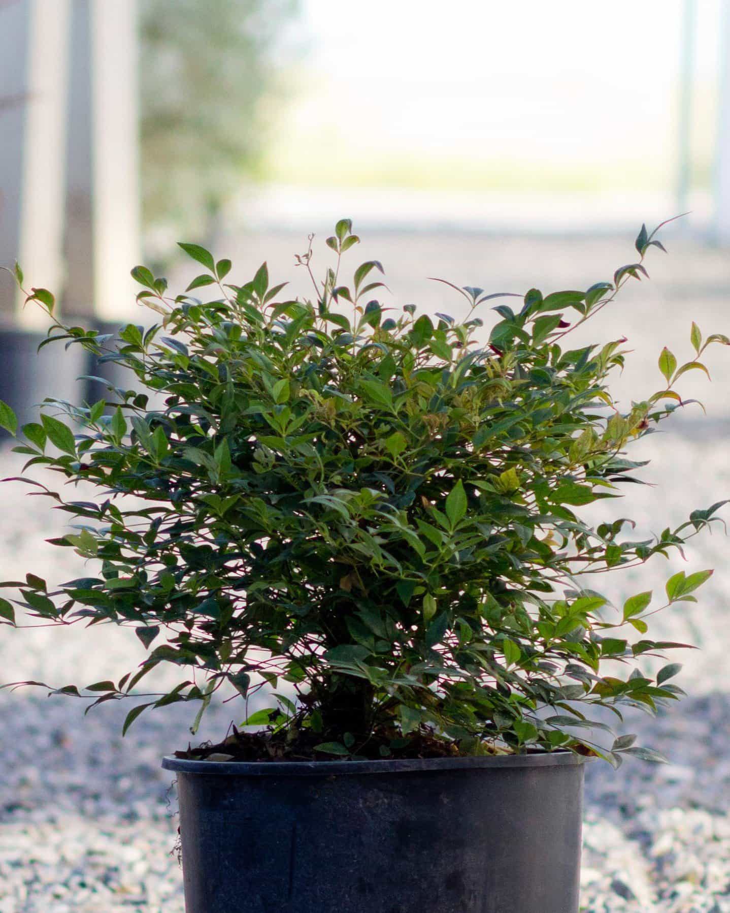 Sunray Nandina