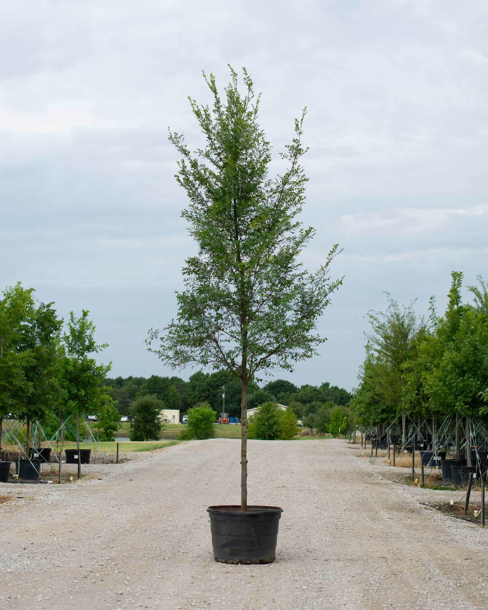 Bosque Elm