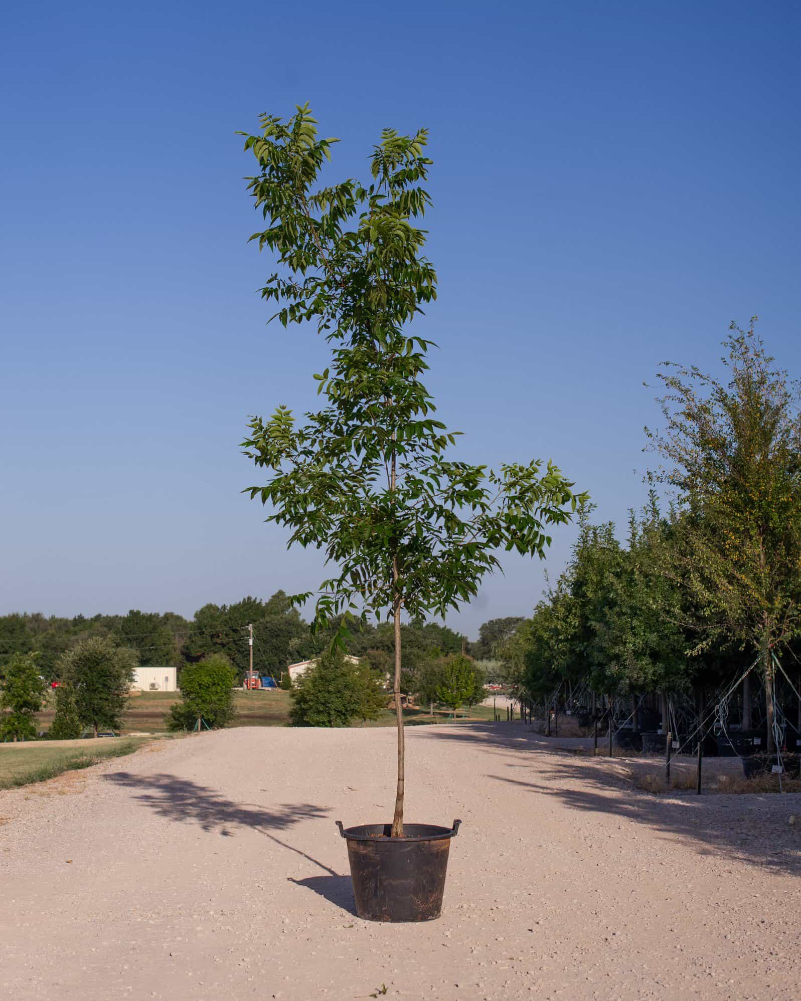 Caddo Pecan