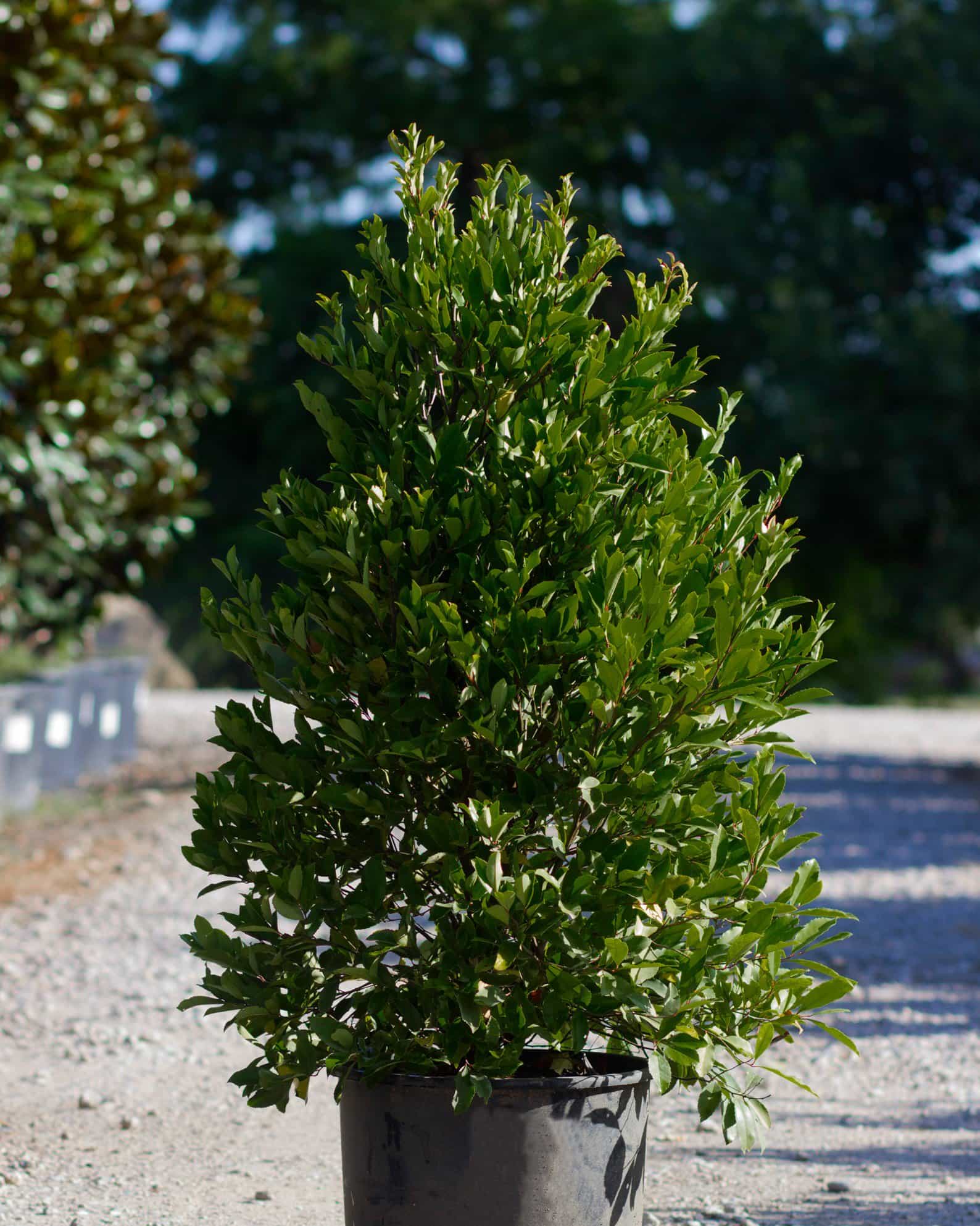 Cherry Laurel Centre Court