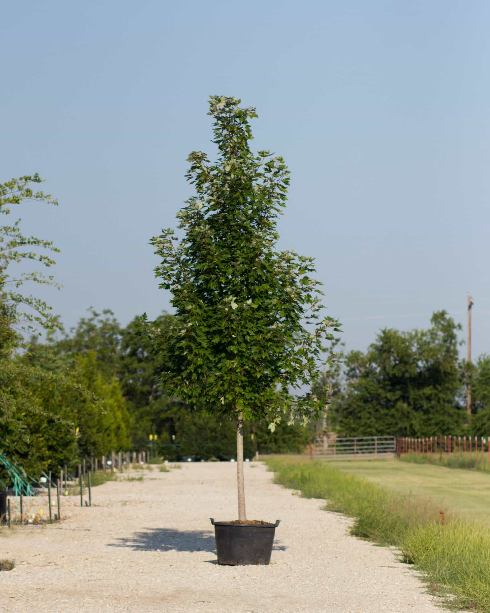 Celebration Maple