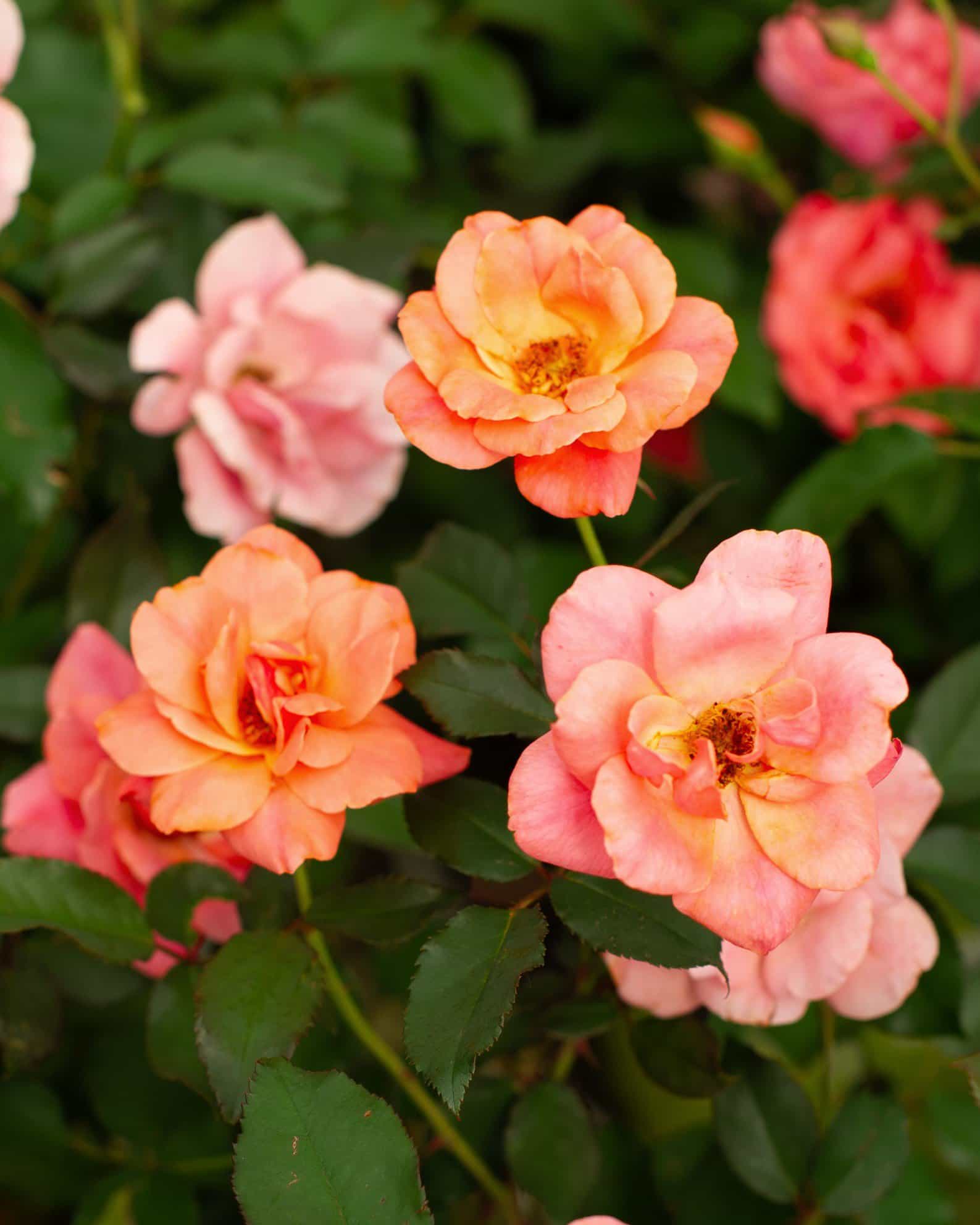 Coral Knock Out Rose Tree Form