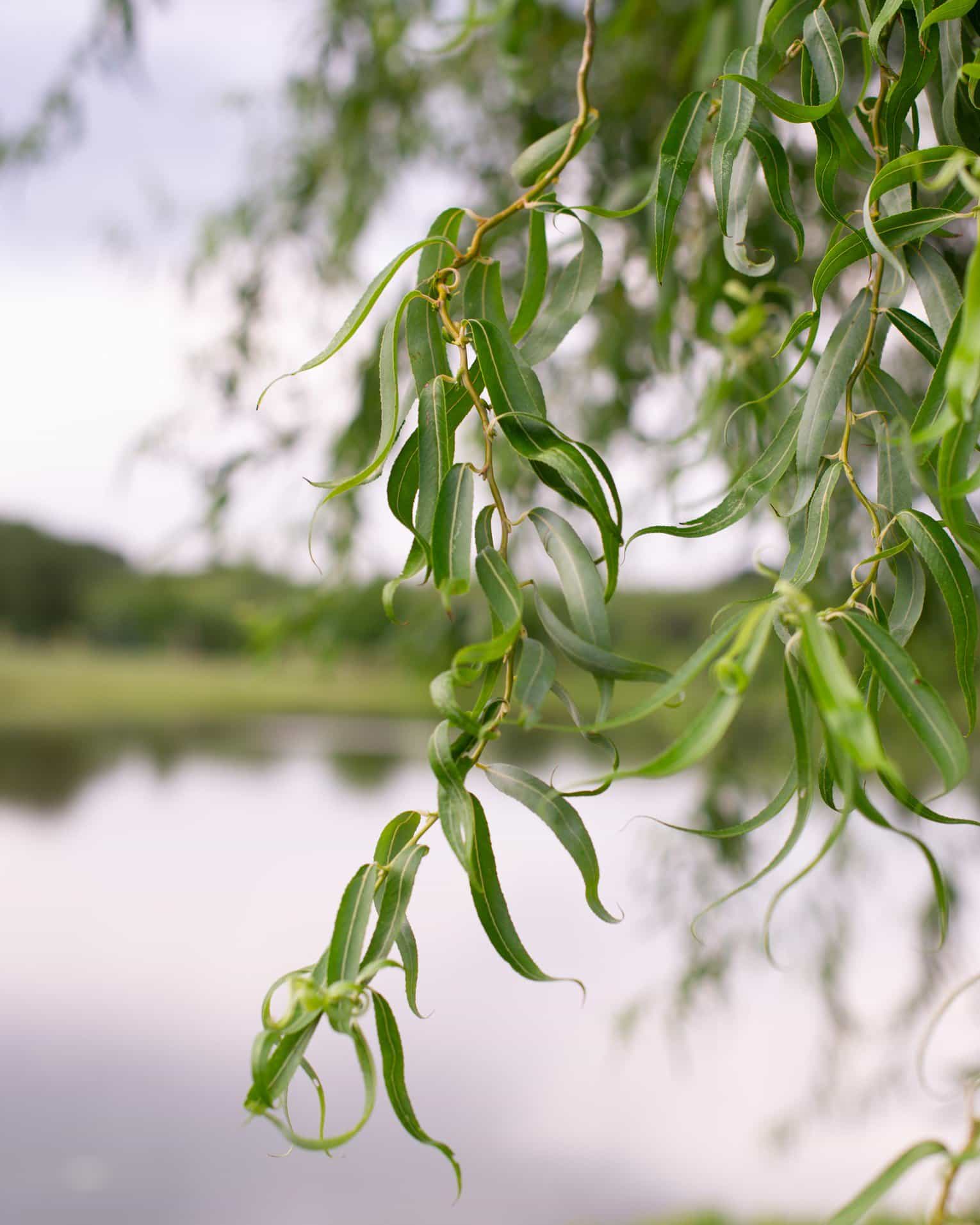 Corkscrew Willow