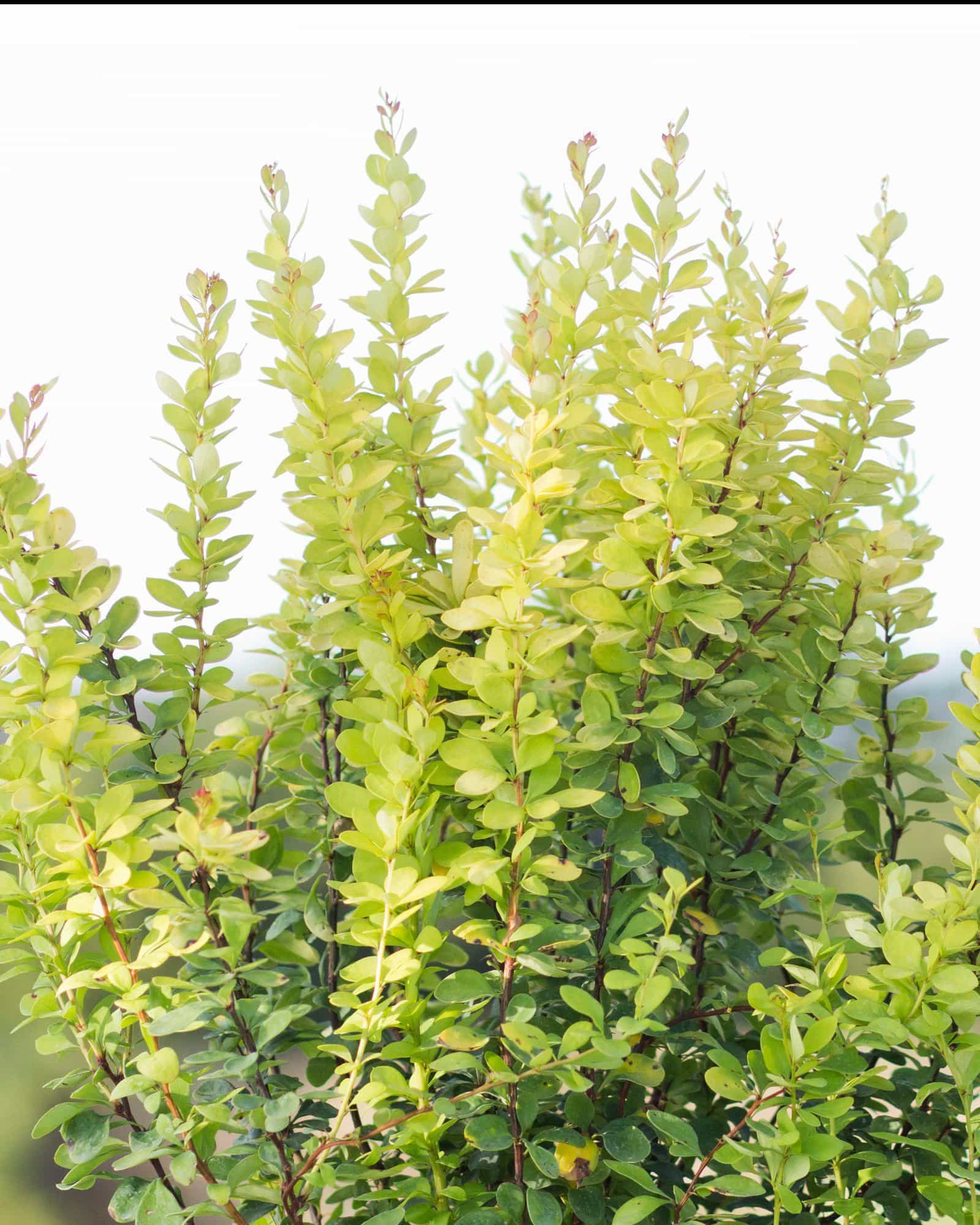 Golden Rocket Barberry
