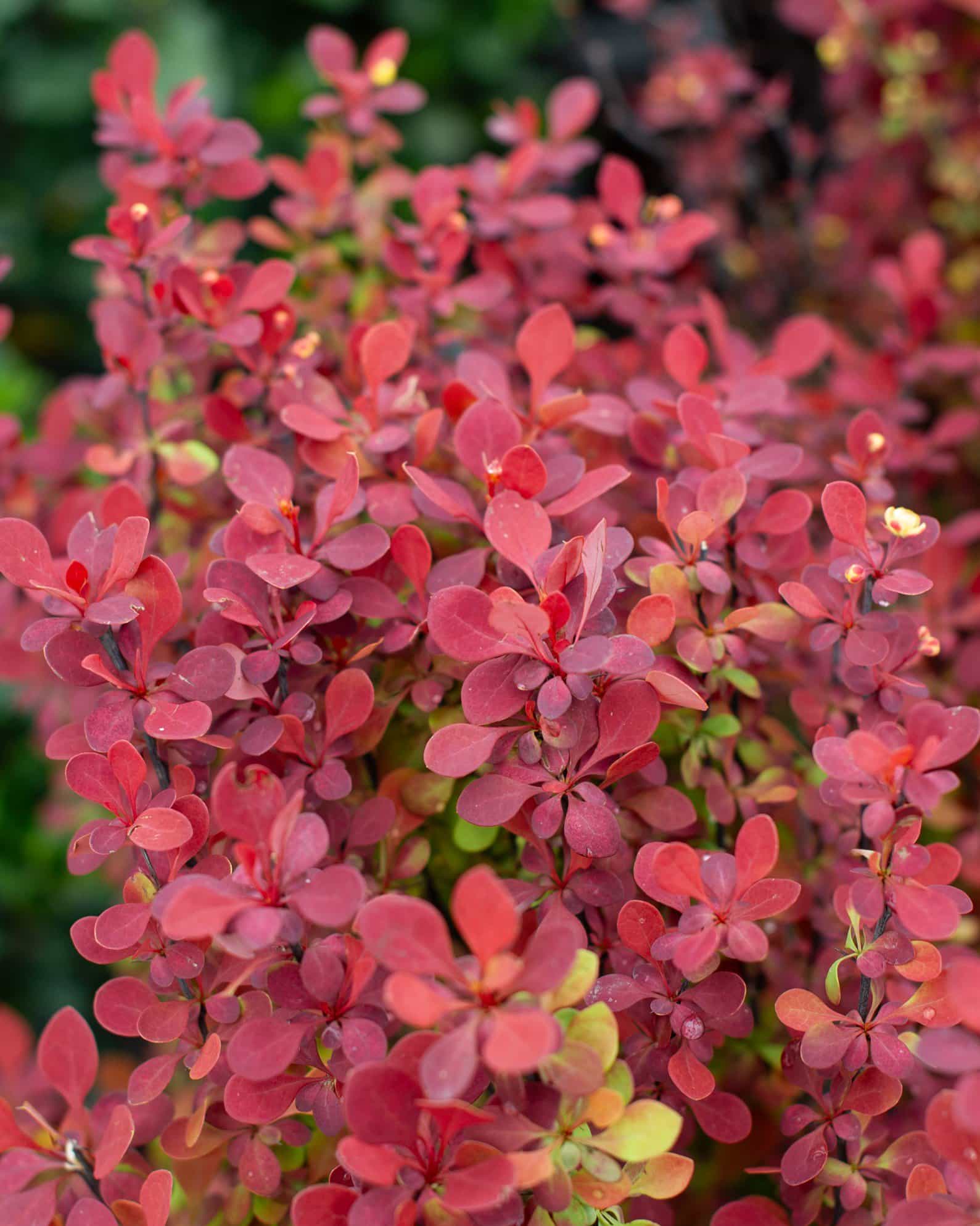 Orange Rocket Barberry