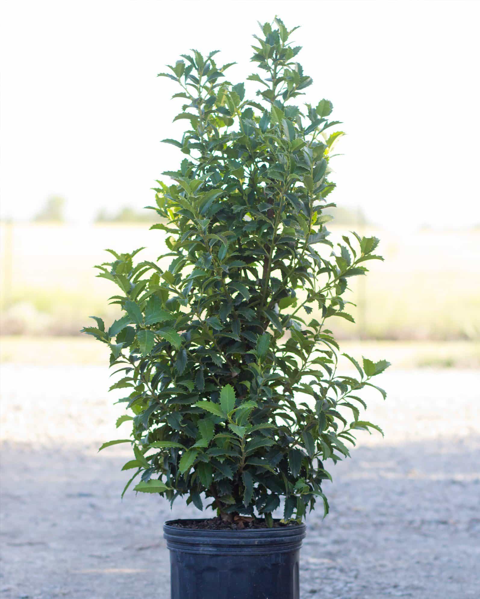 Crown Point Holly