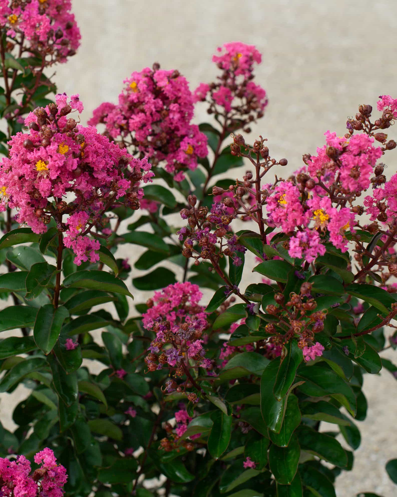 Dark Roast Crape Myrtle