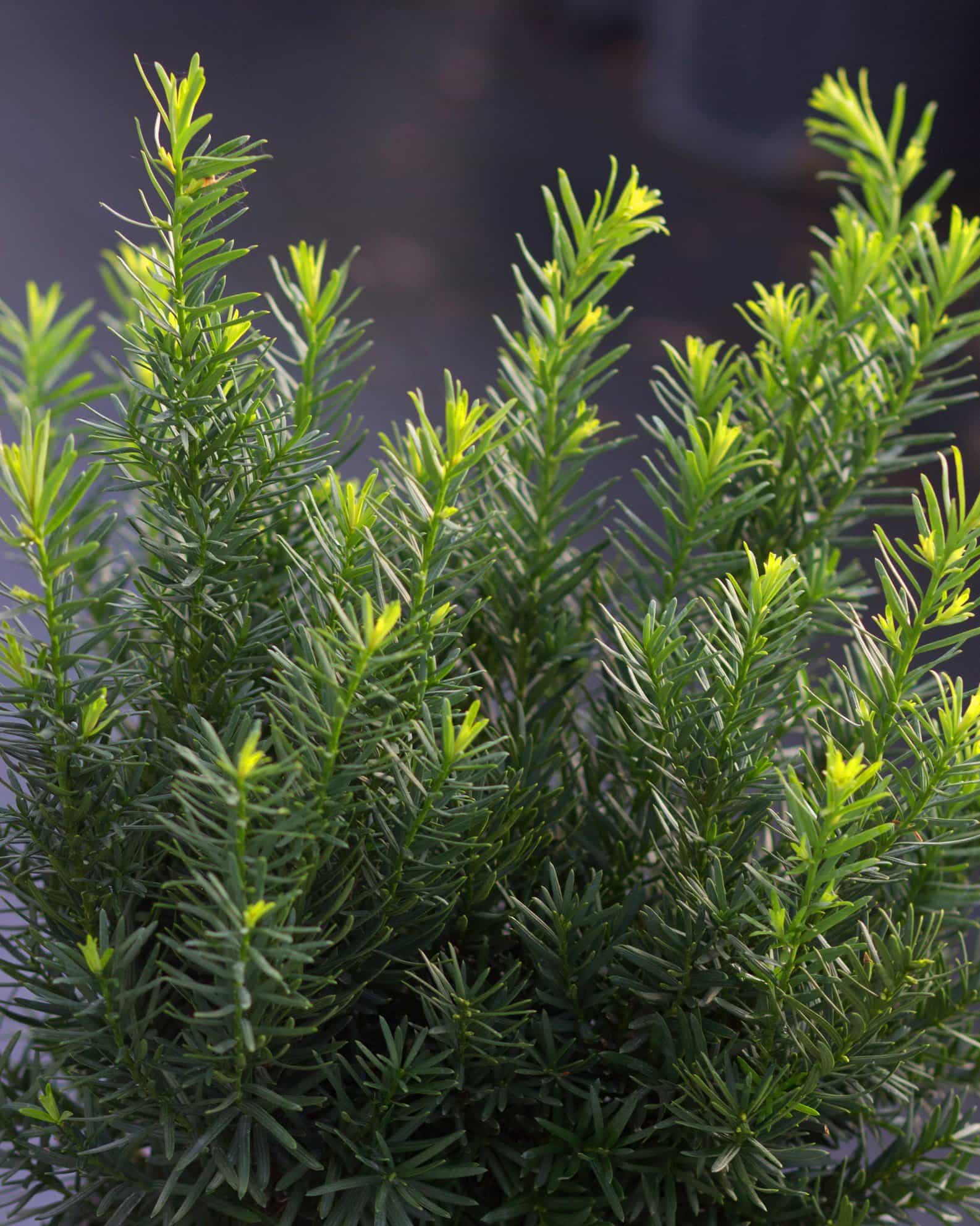 Densiformis Yew