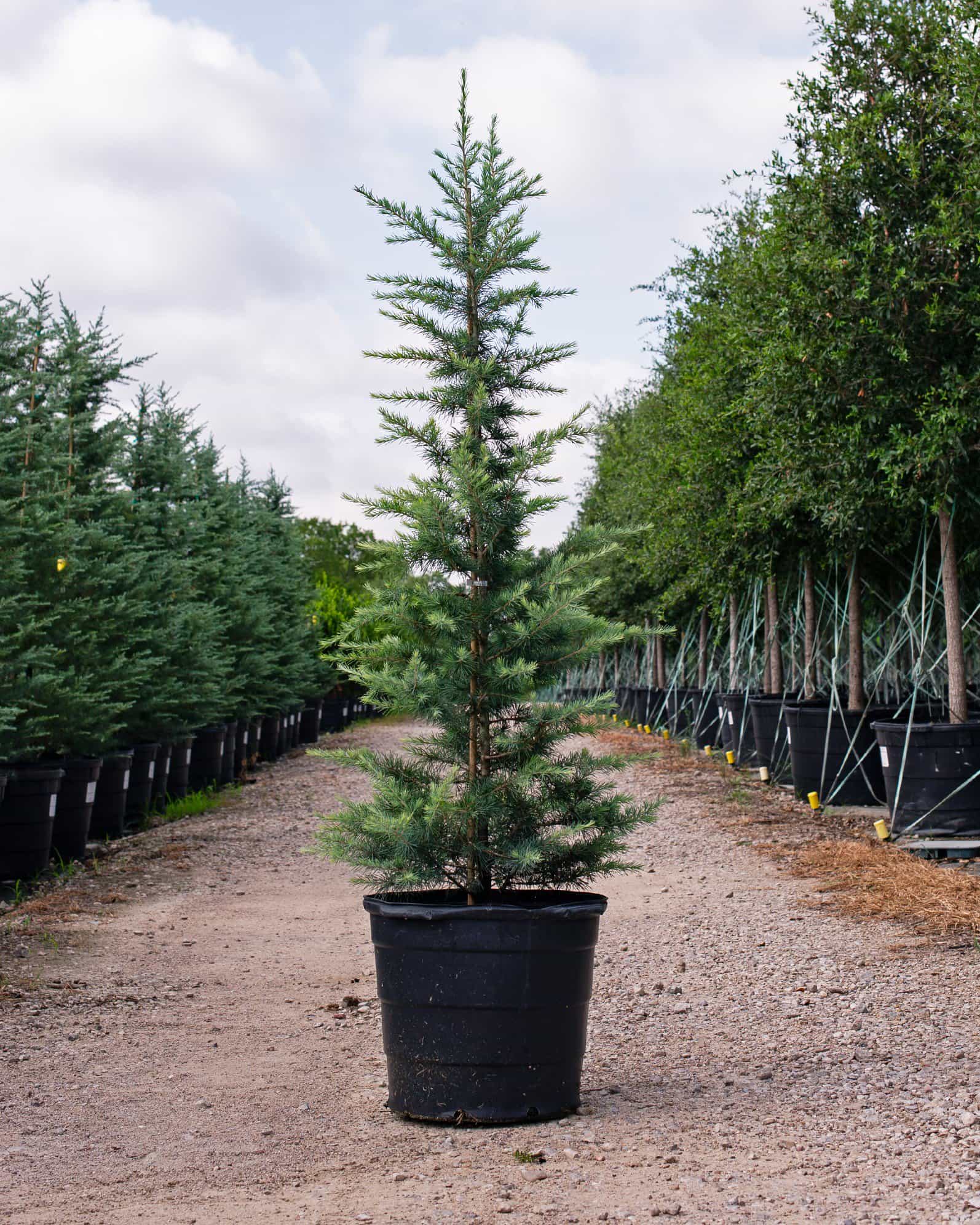 Deodar Cedar Patti Faye