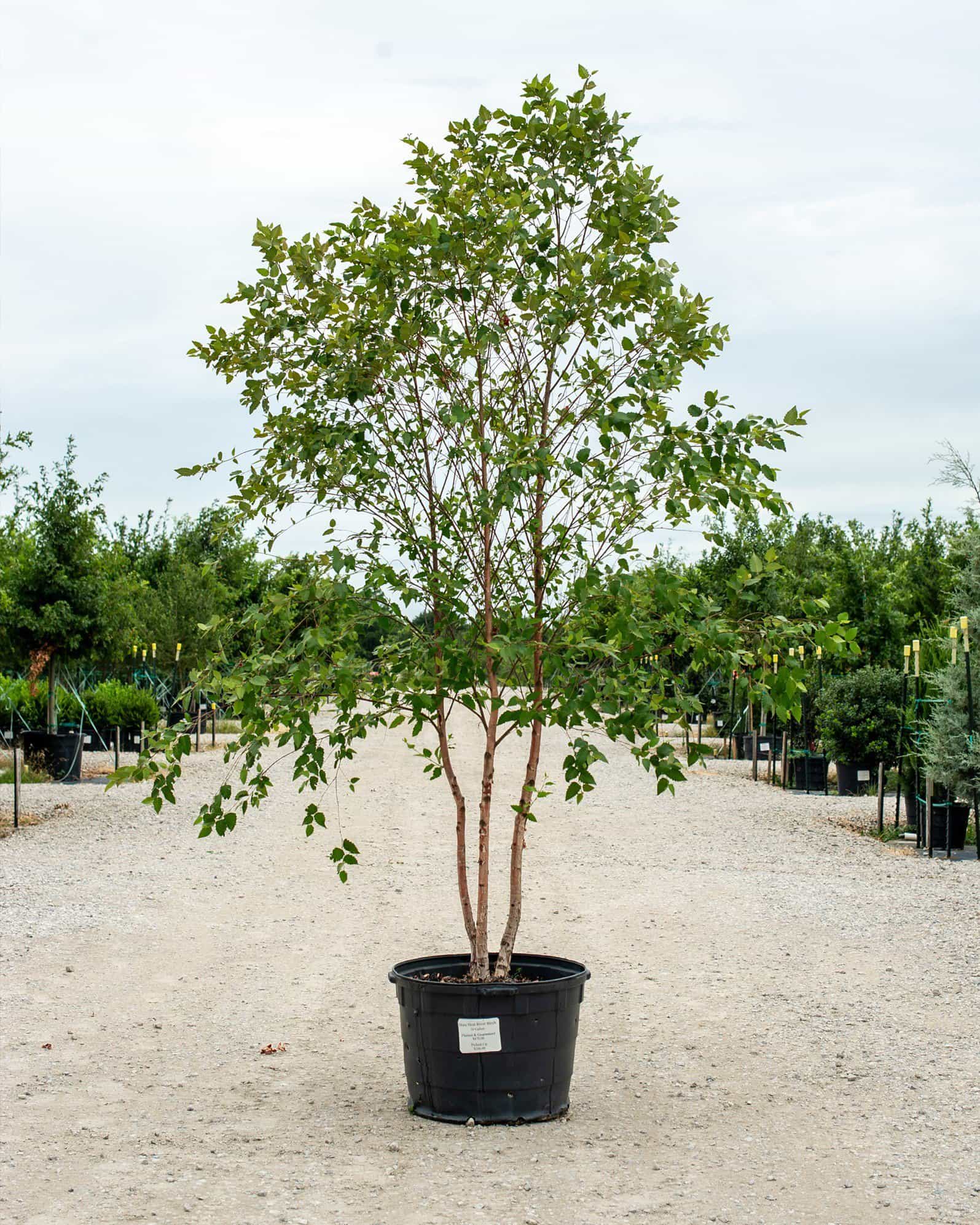 Dura Heat River Birch