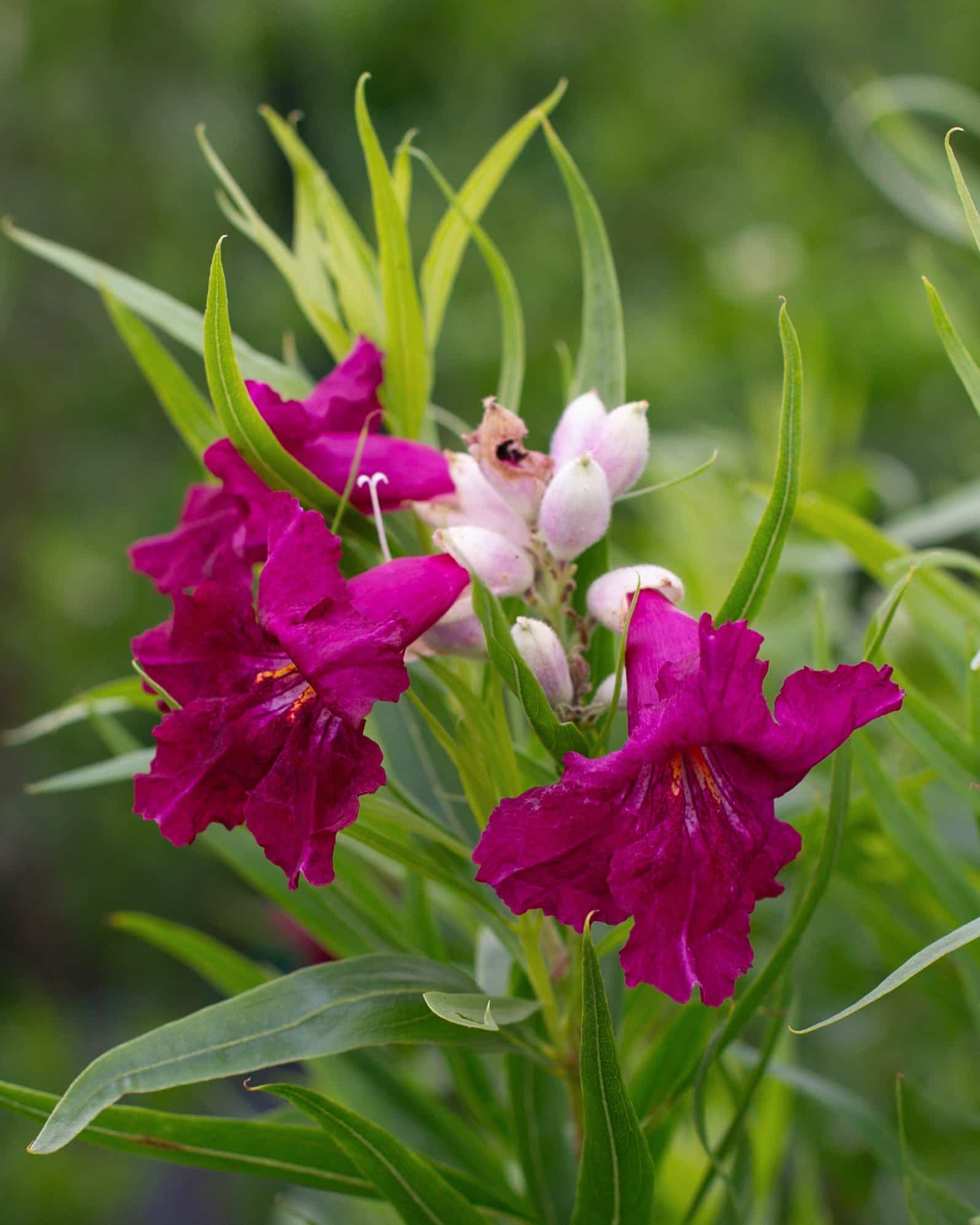 Desert Willow Sweet Bubba Tree Form