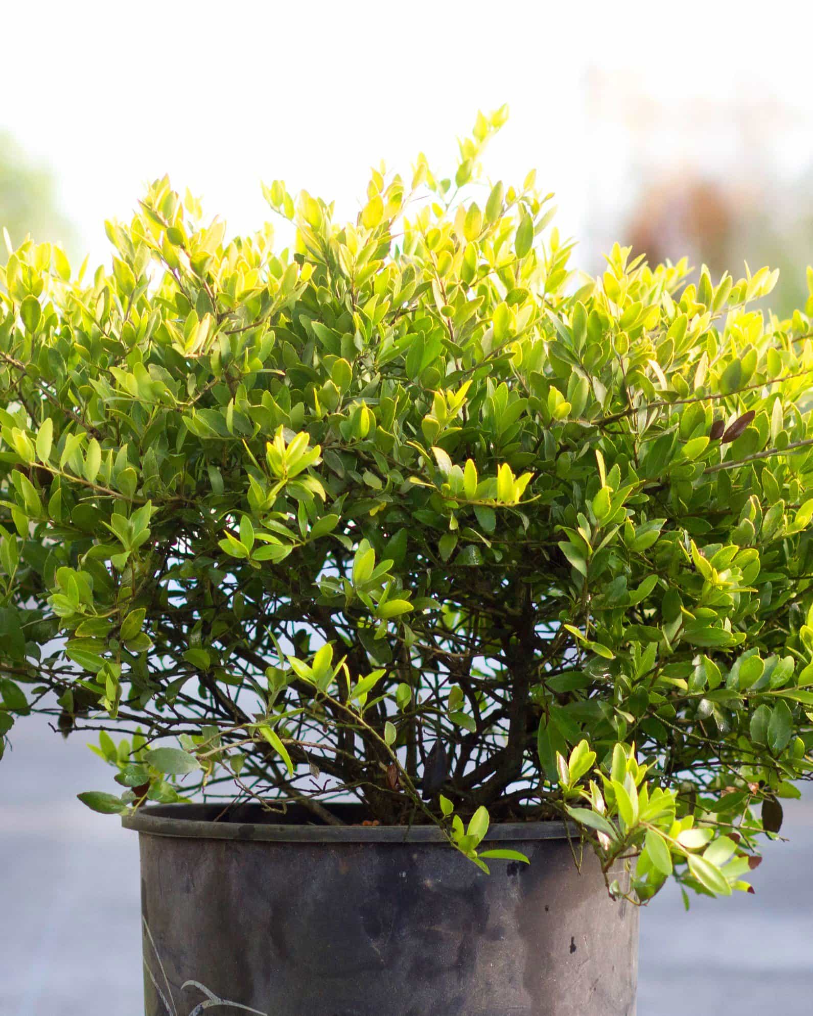 Dwarf Yaupon Holly Eureka Gold