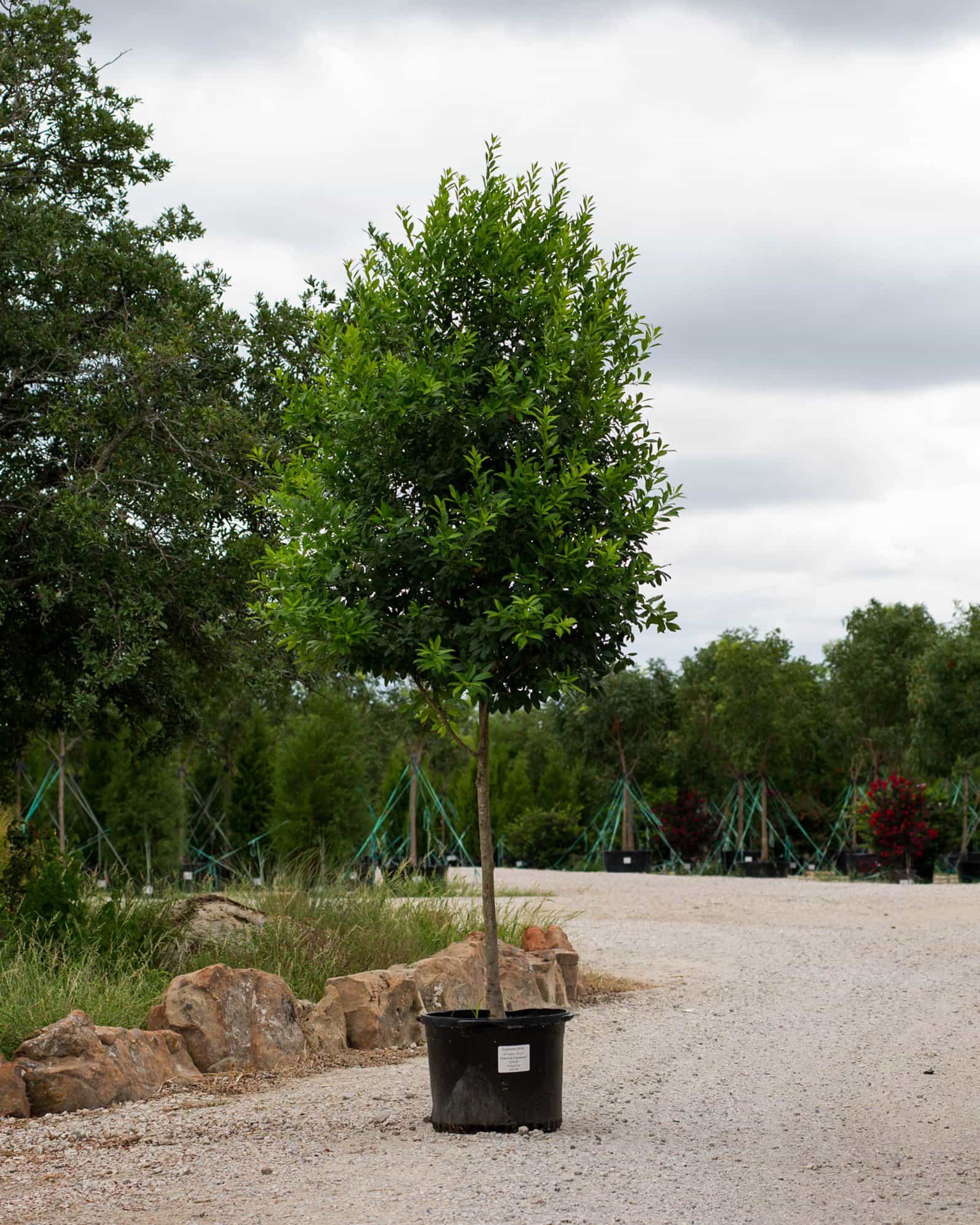 Eagleston Holly Tree Form