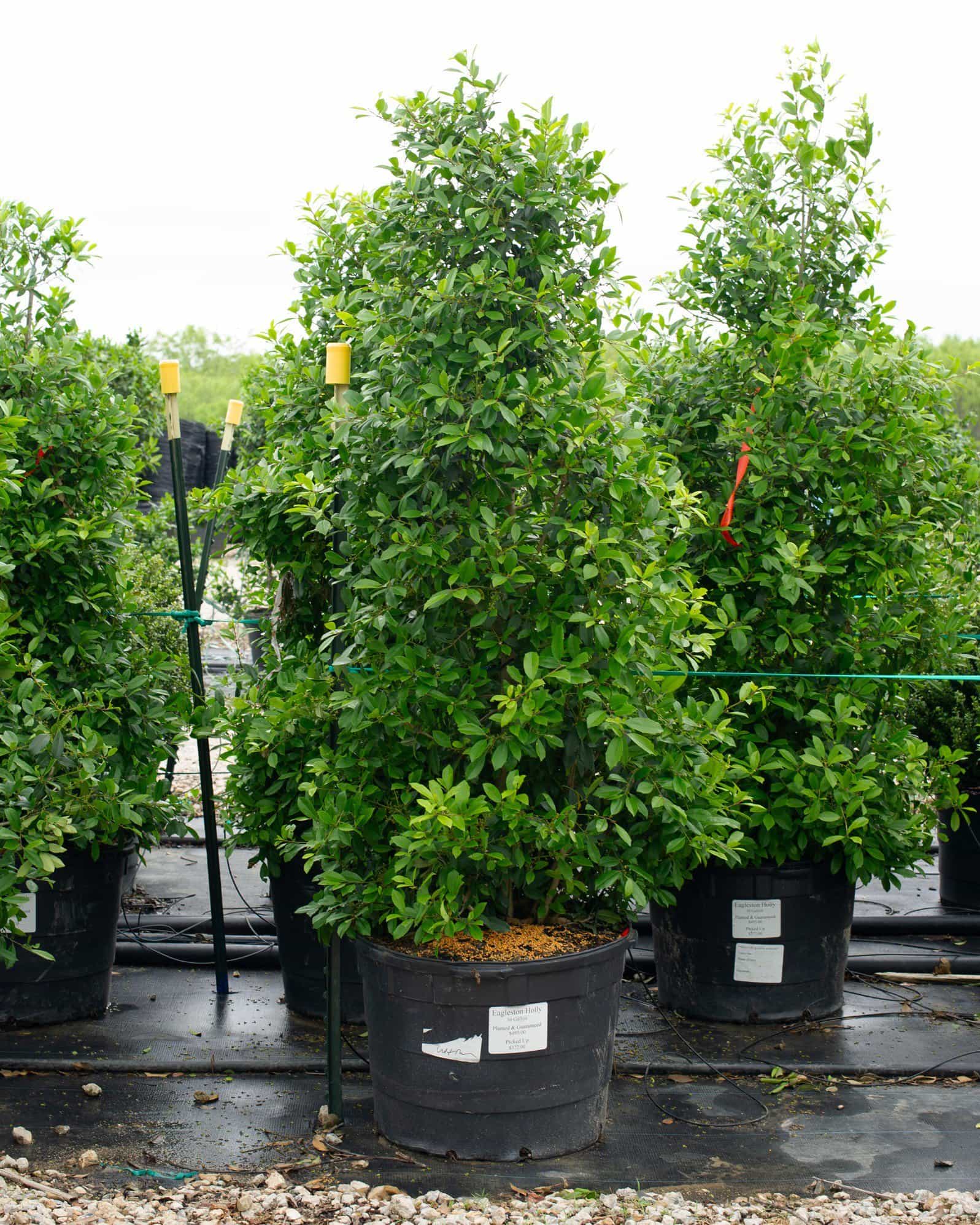 Eagleston Holly Full to Ground