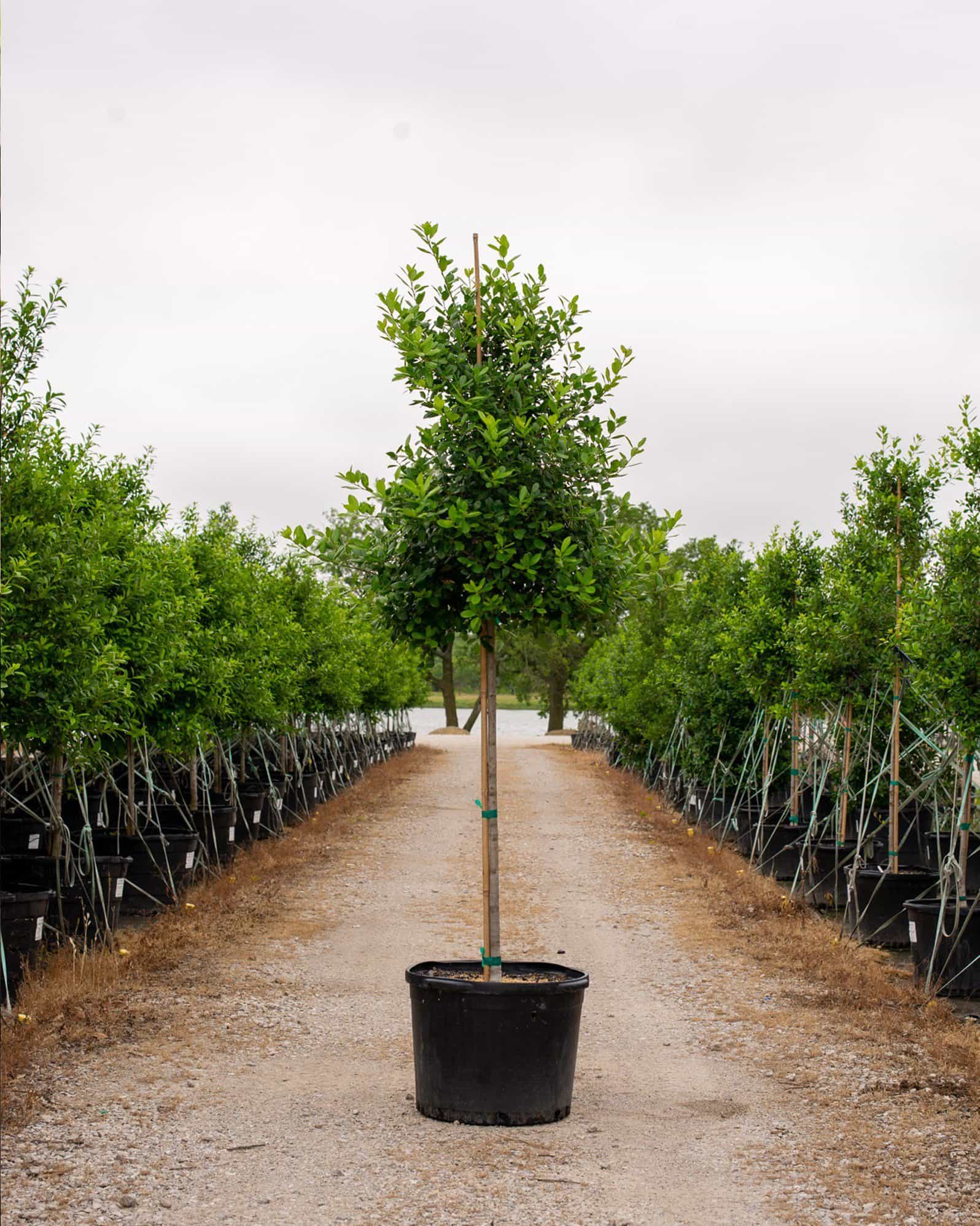 East Palatka Holly Tree Form