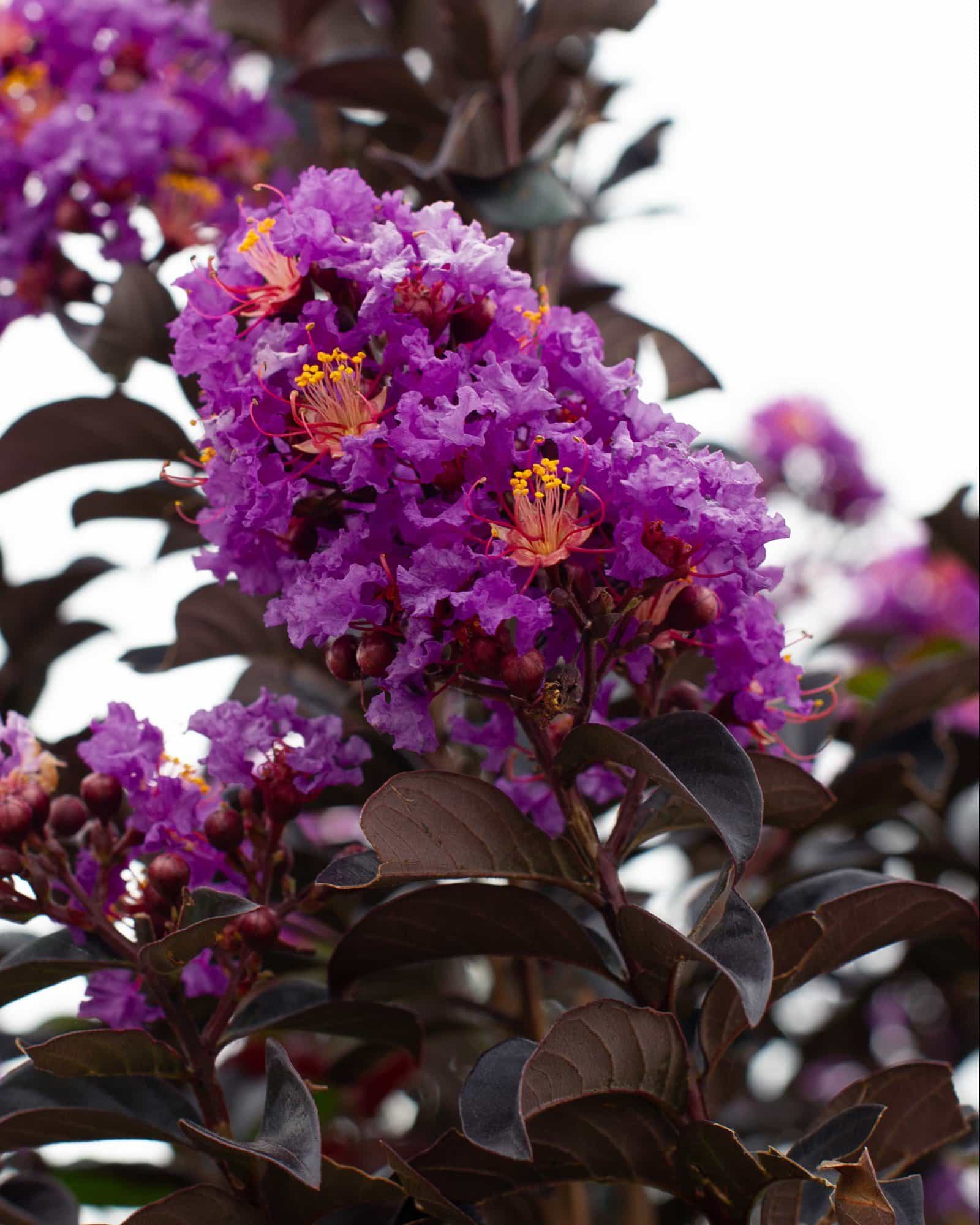 Purple Sage Crape Myrtle