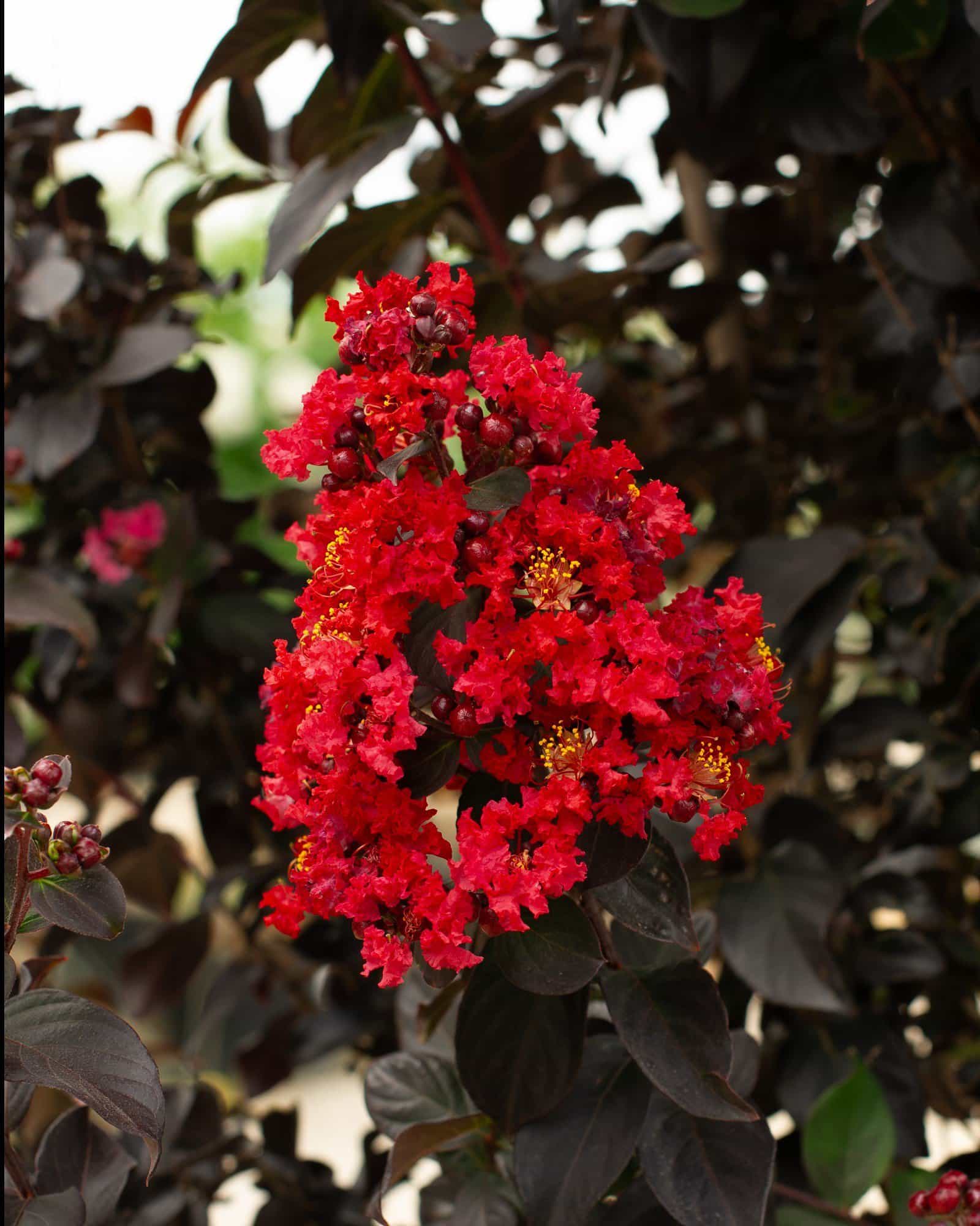 Ruby Crape Myrtle