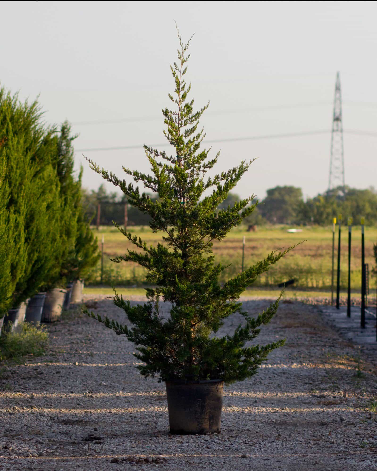 Eastern Red Cedar Canaertii