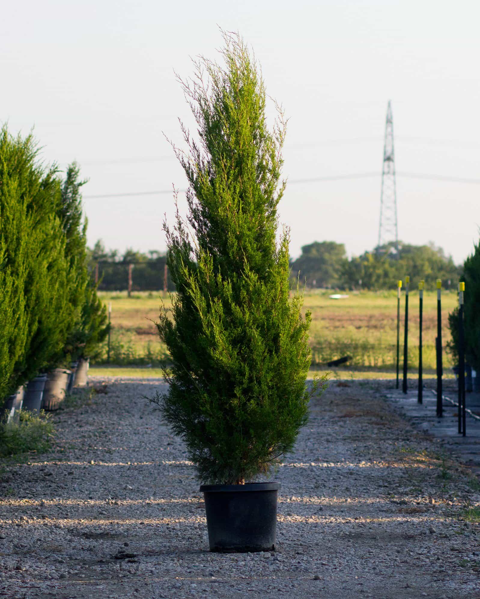 Eastern Red Cedar Emerald Feather