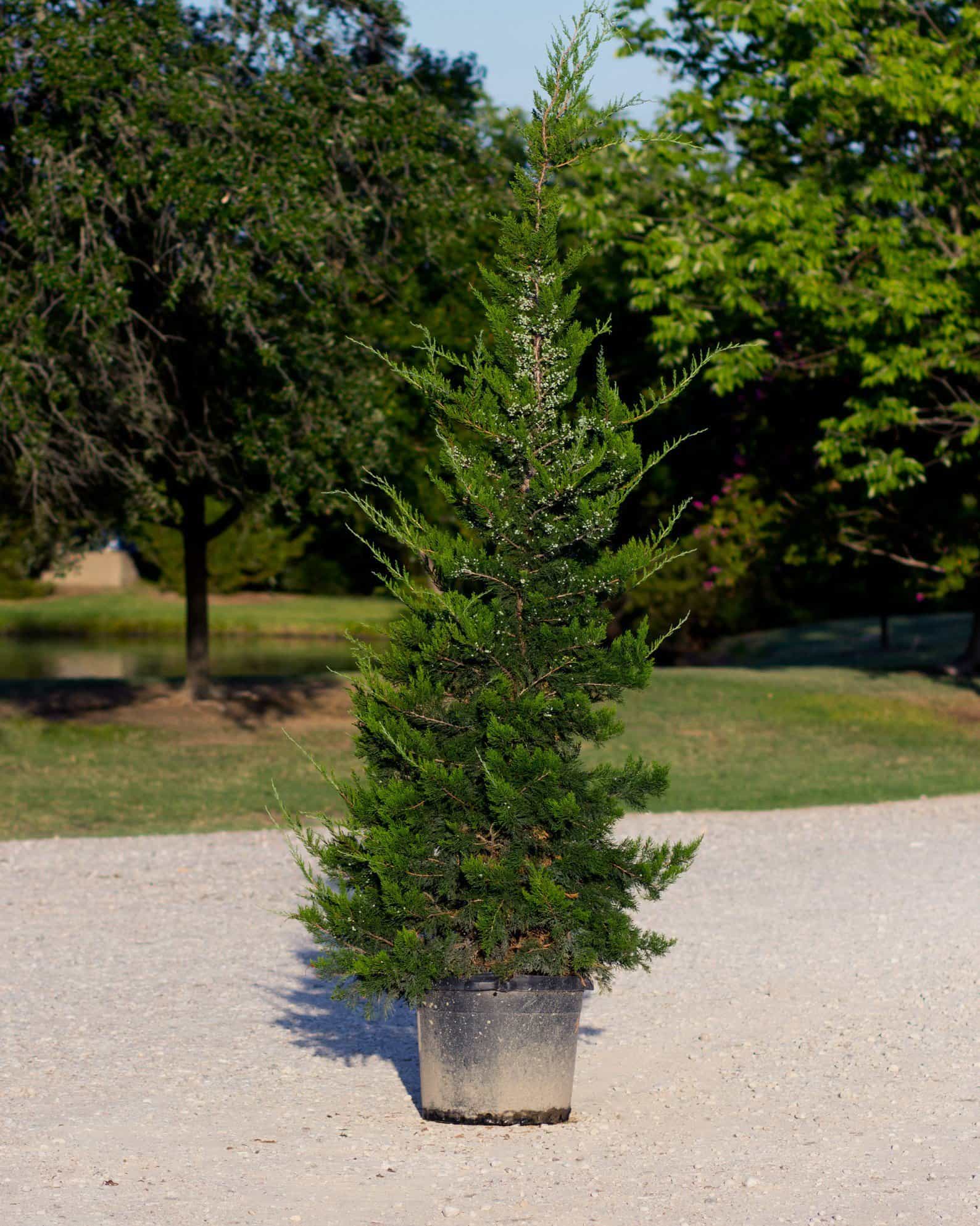 Eastern Red Cedar Emerald Sentinel